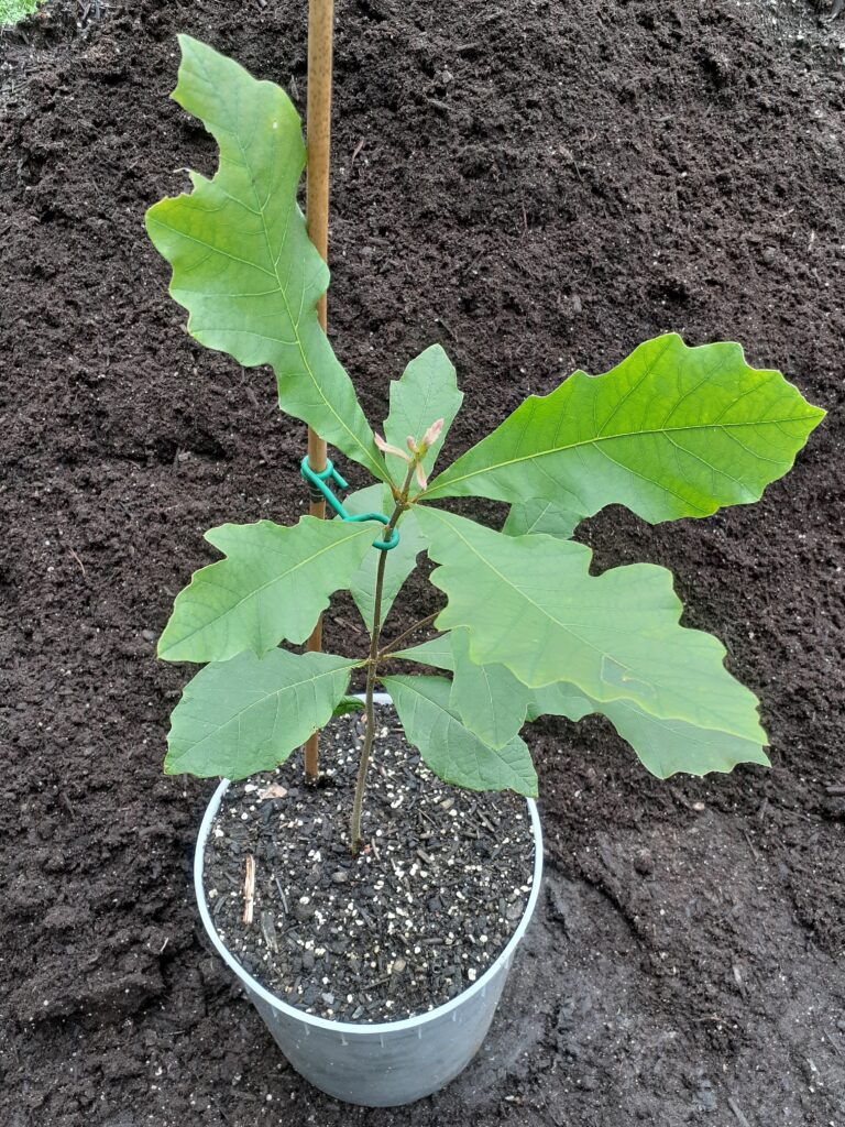 Bur Oak (3 months)