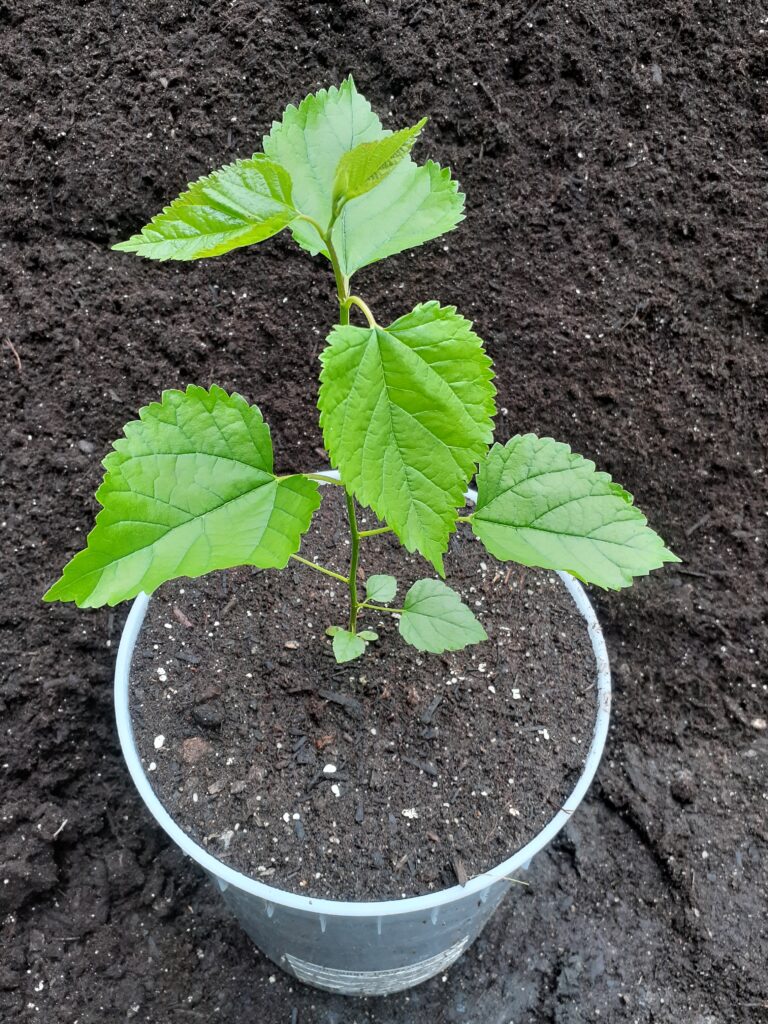 Red Mulberry (3 months)