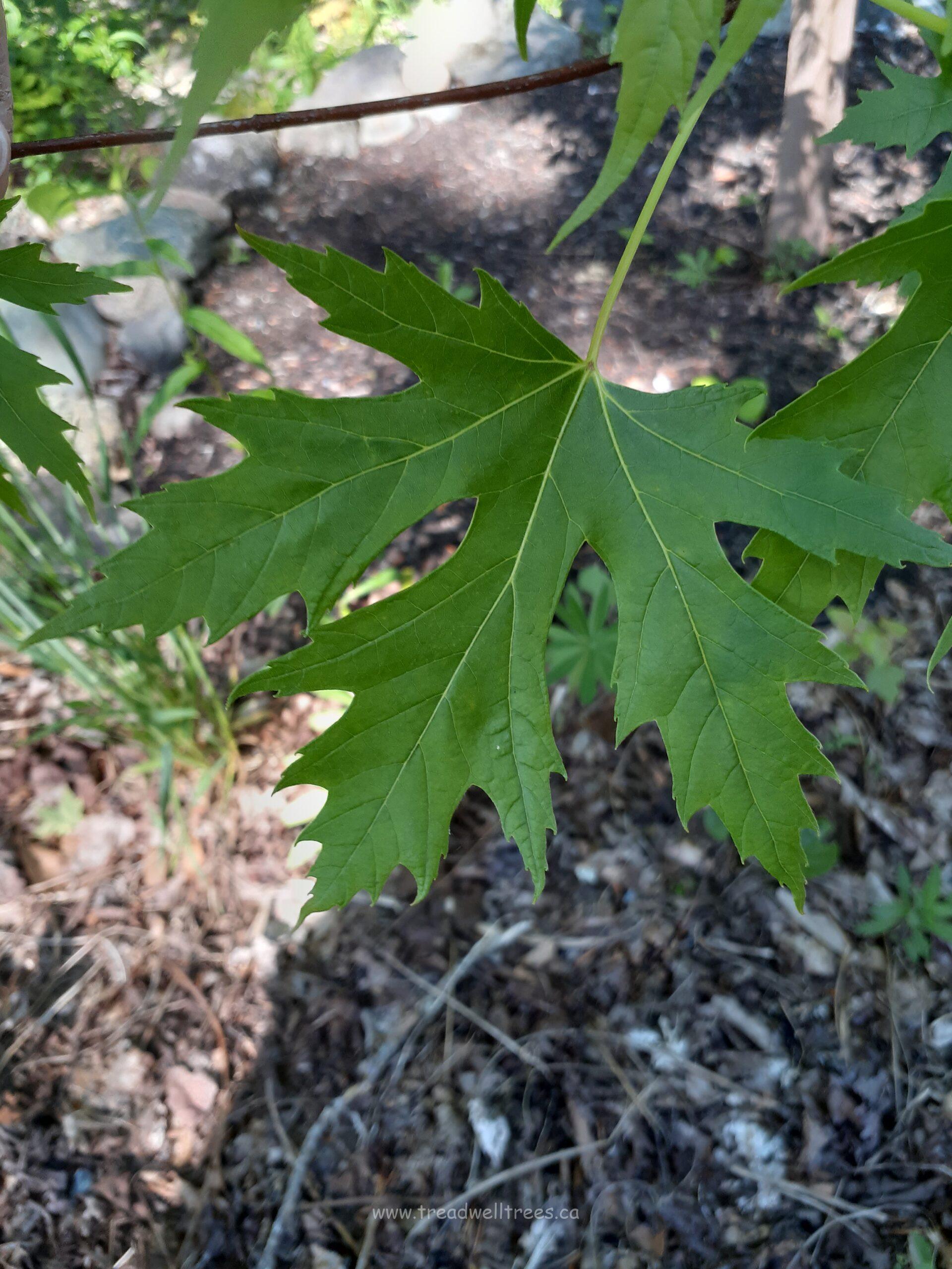 Silver Maple