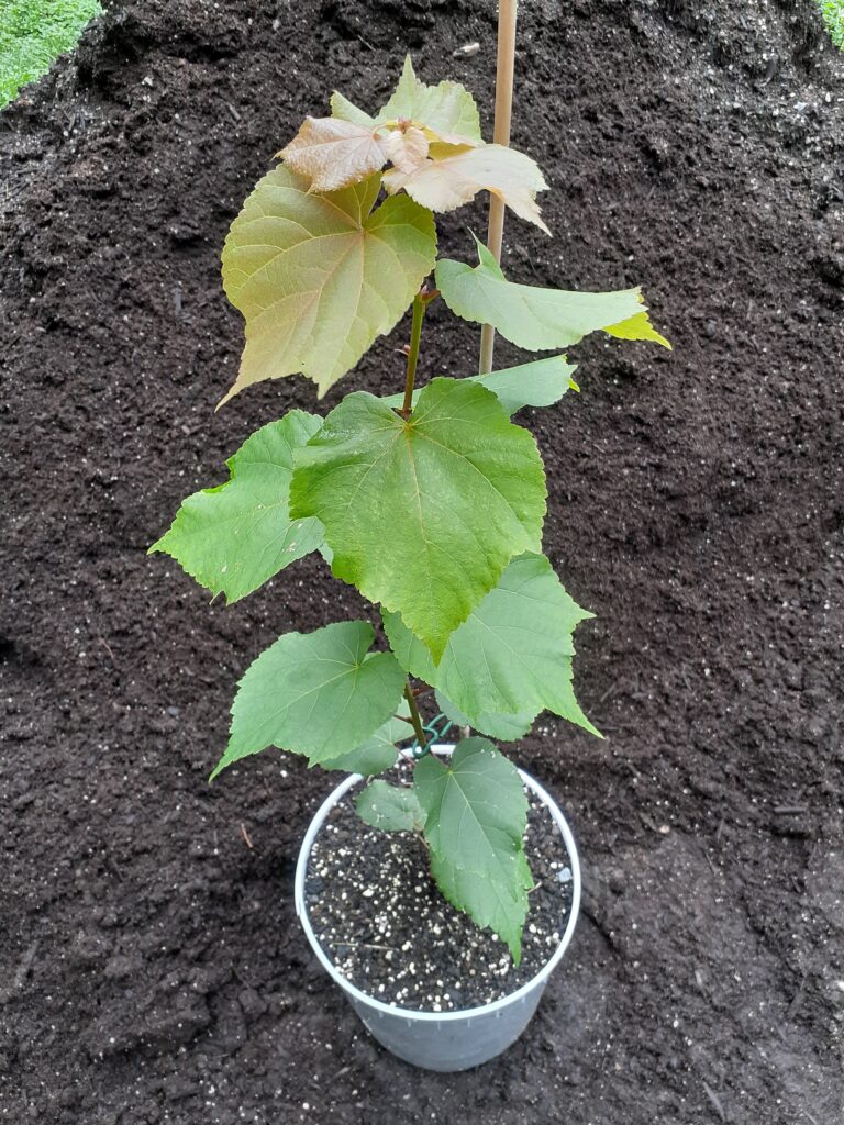 Small Leaf Linden (2.5 years)