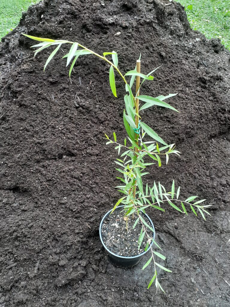 Weeping Willow (3 months)