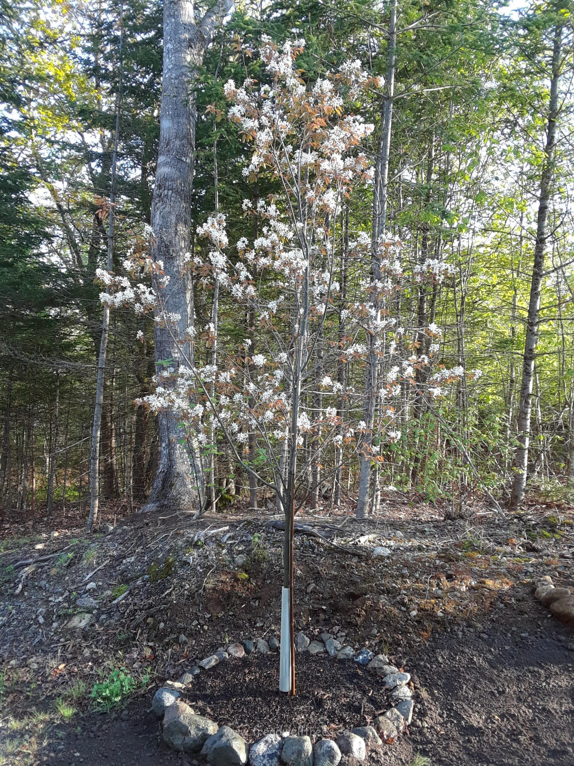 Downy Serviceberry - Image 9