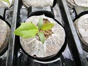 American Holly - Image 4