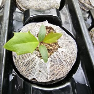 American Holly - Image 4