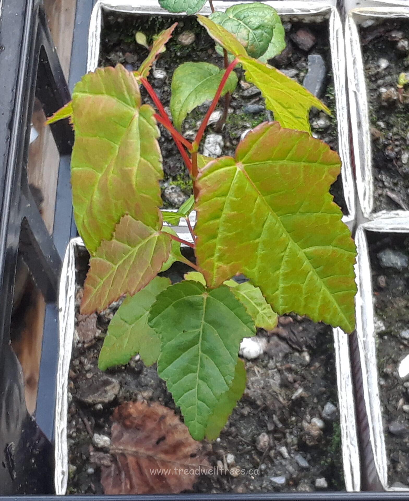 Amur Maple