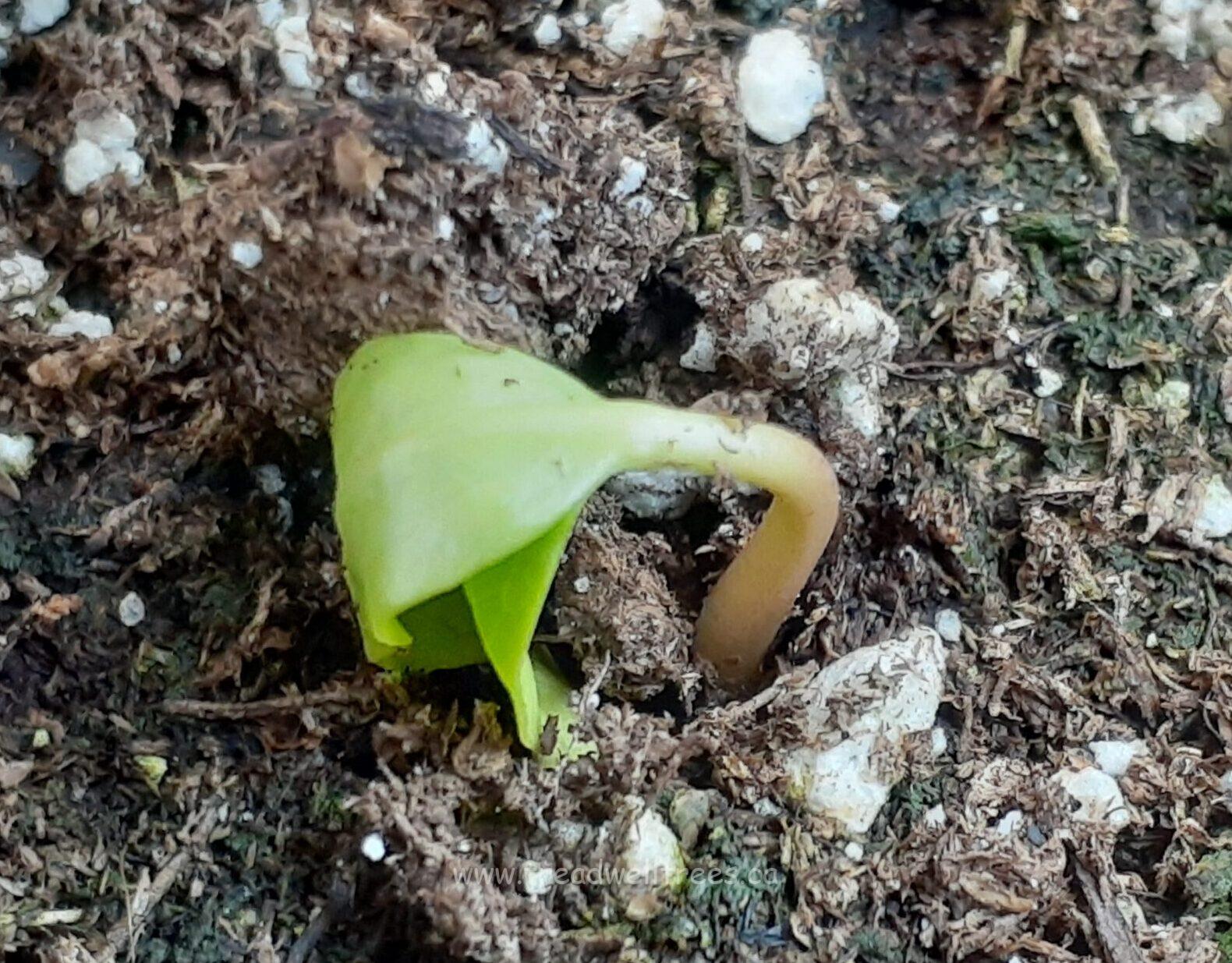 Cucumber Tree - Image 8