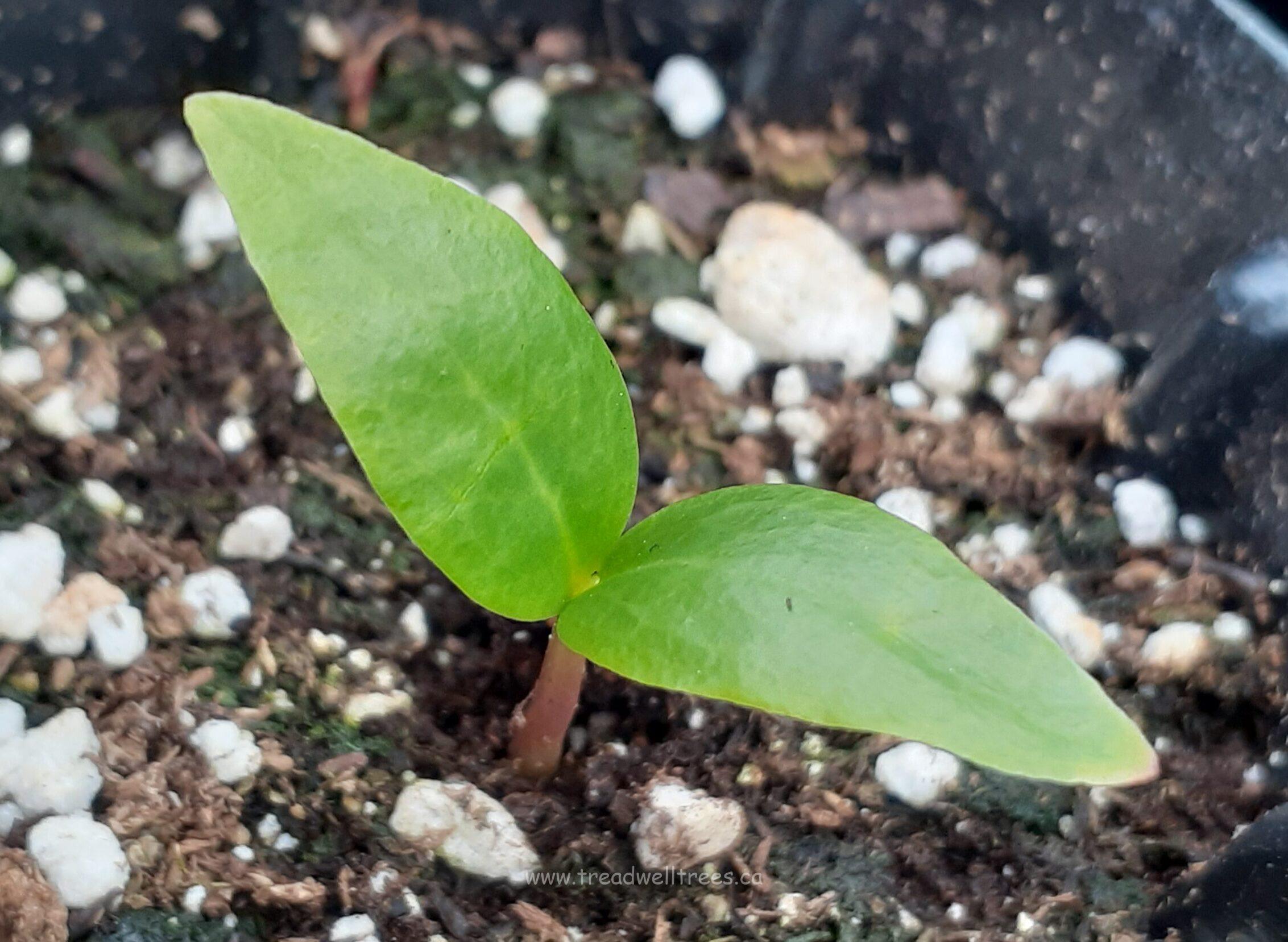 Cucumber Tree - Image 4