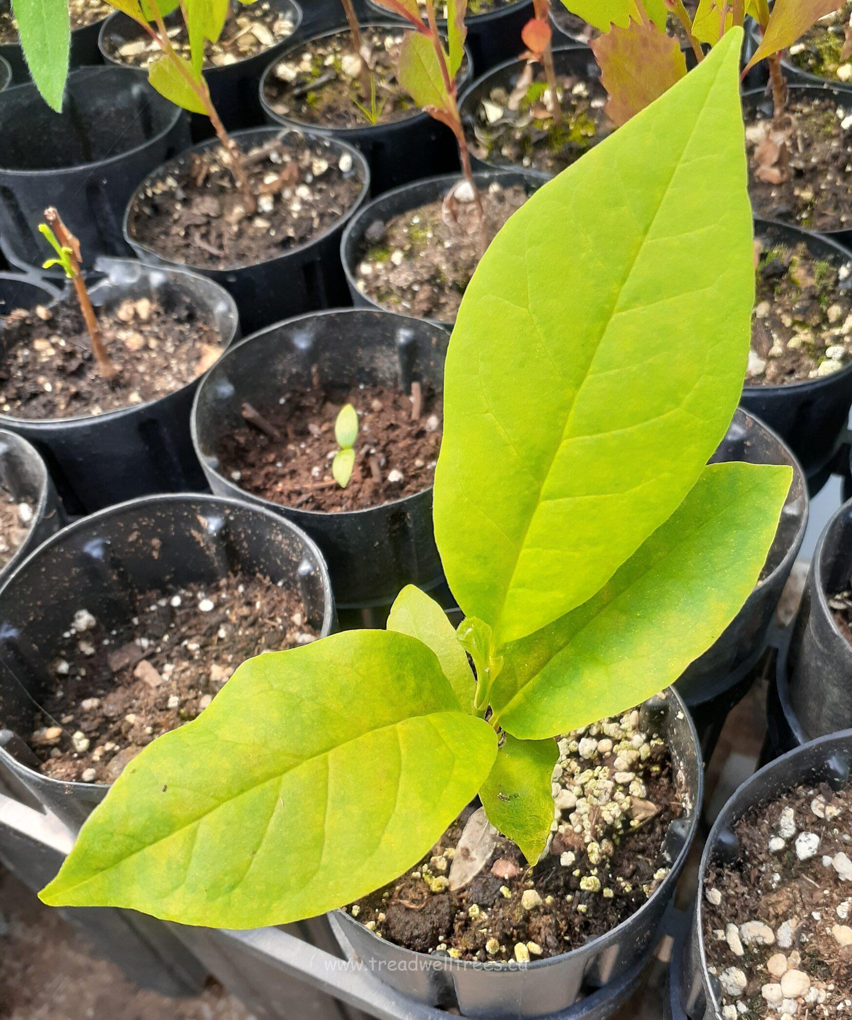 Cucumber Tree - Image 5