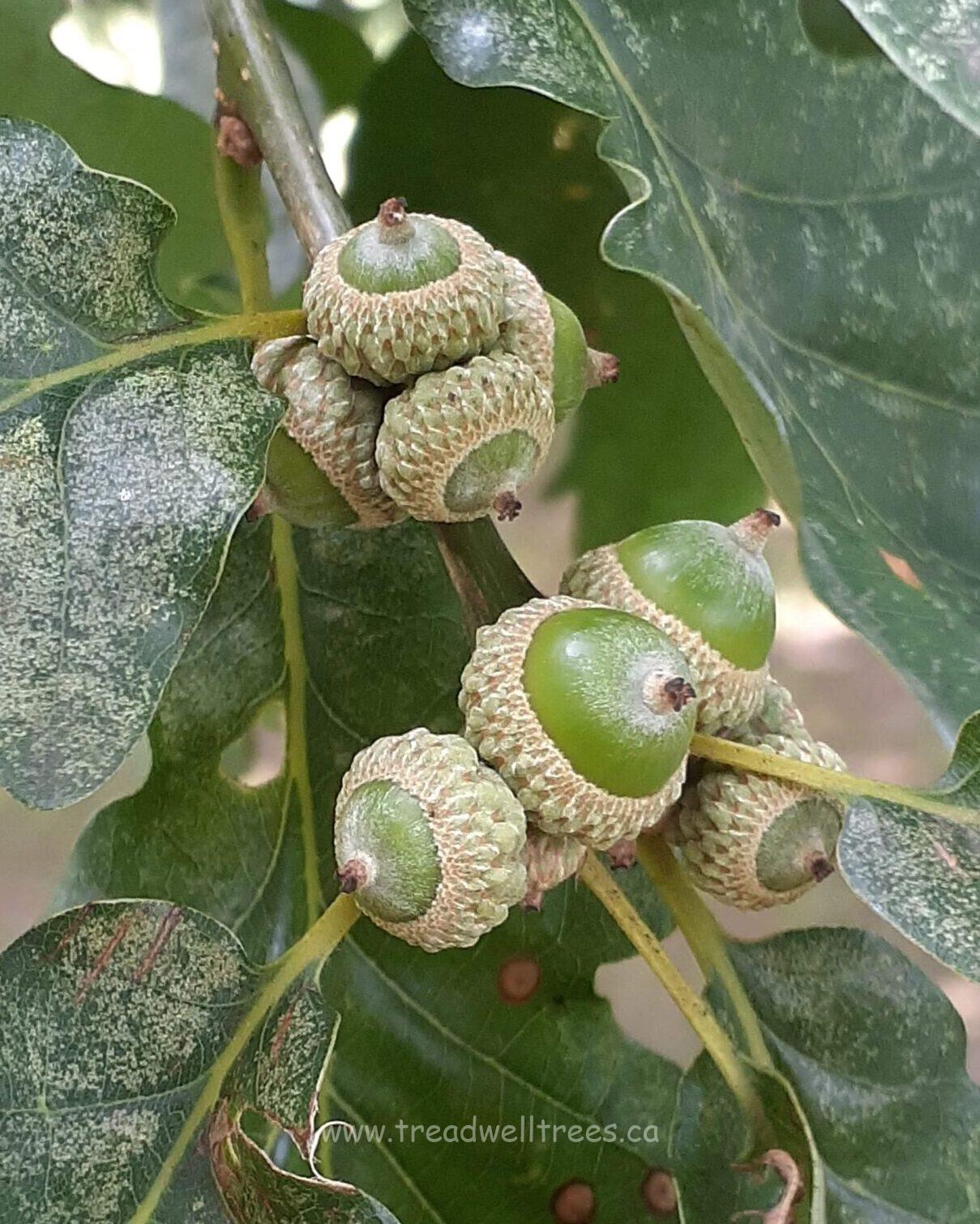 Durmast Oak - Image 4