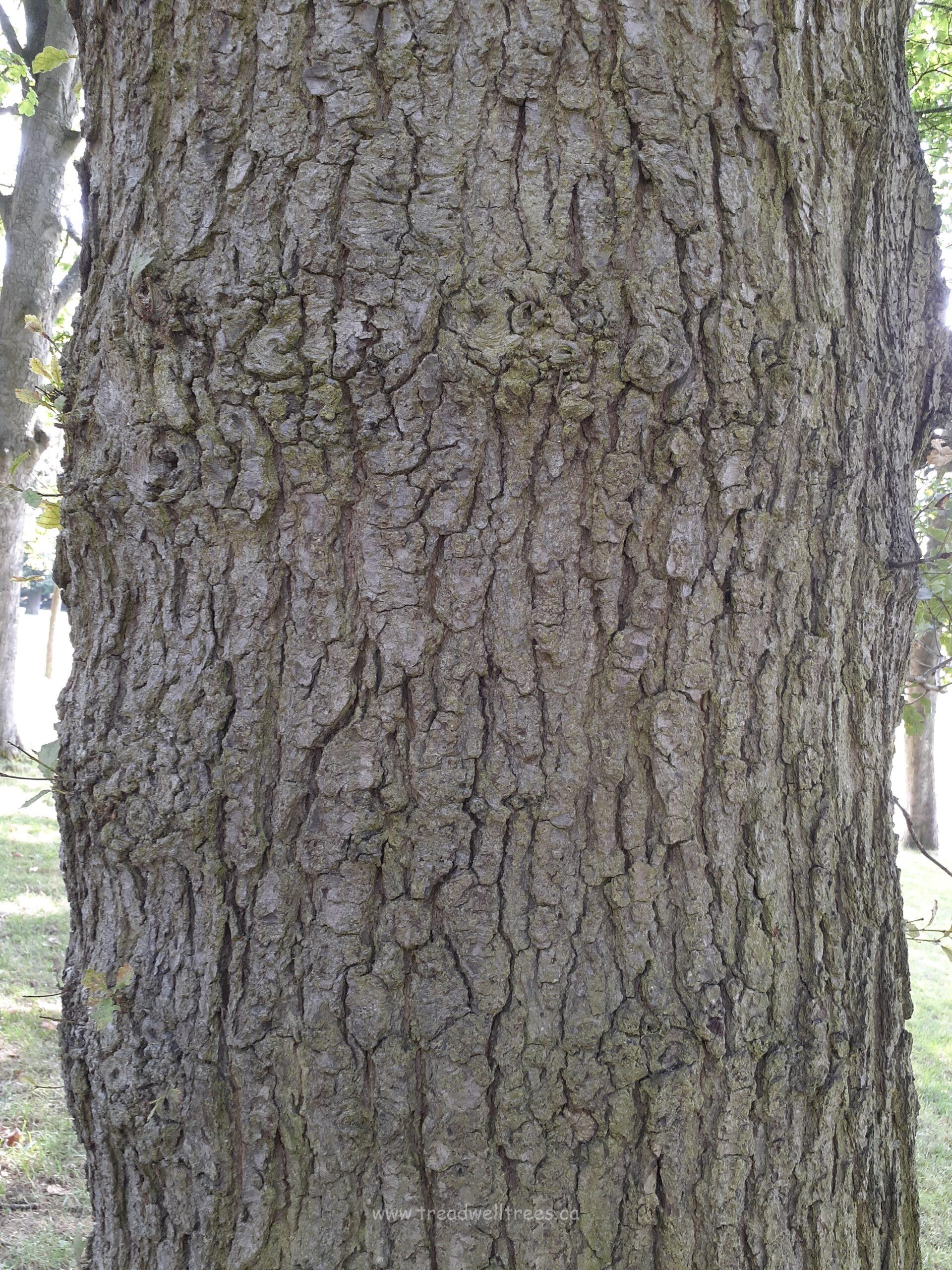 Durmast Oak - Image 5