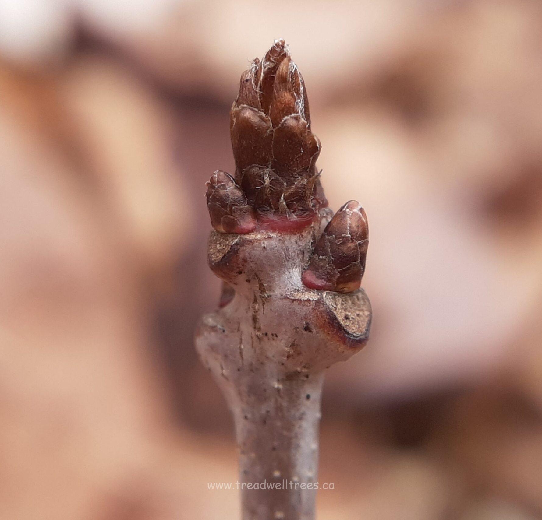 Durmast Oak - Image 2