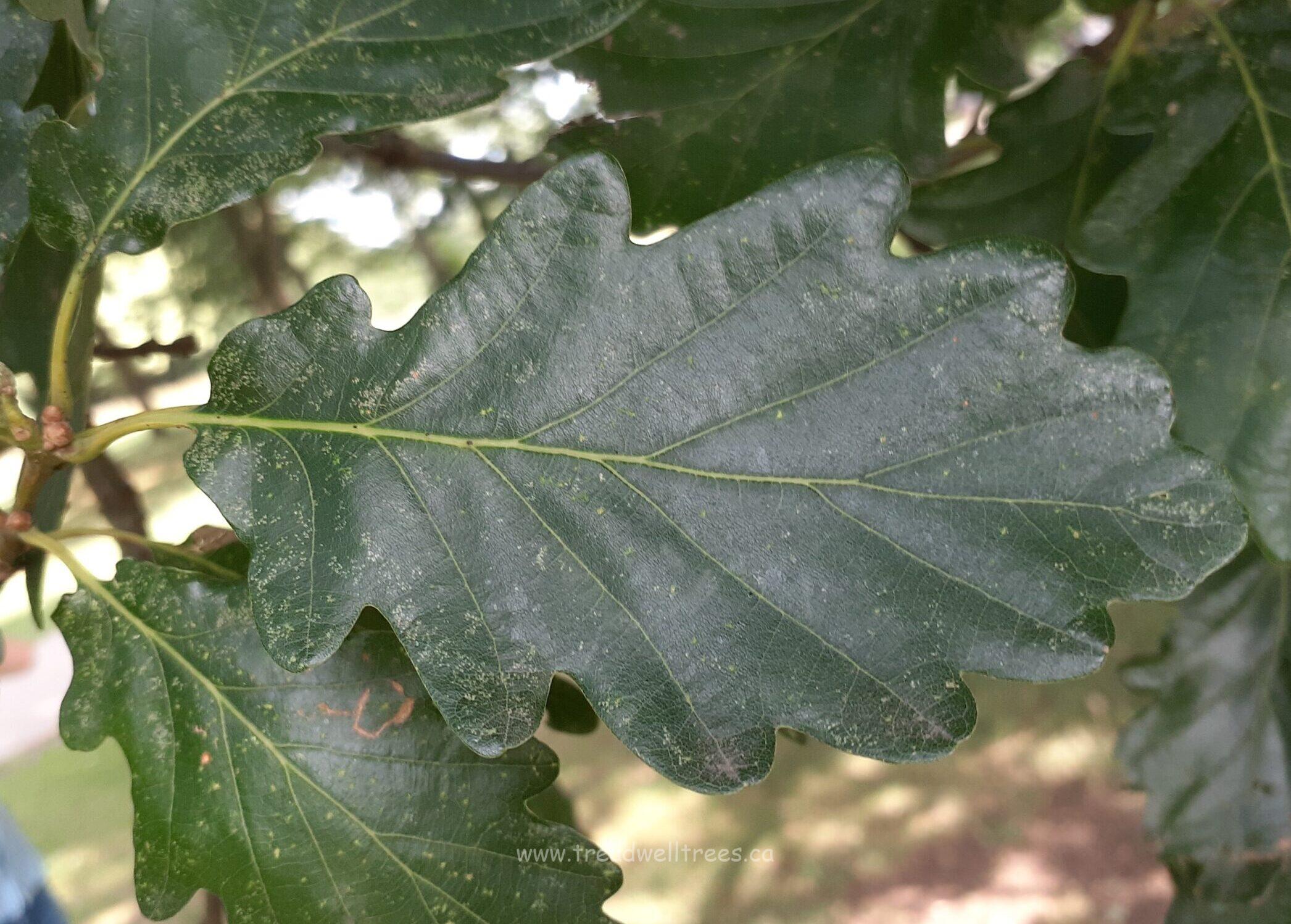 Durmast Oak - Image 6