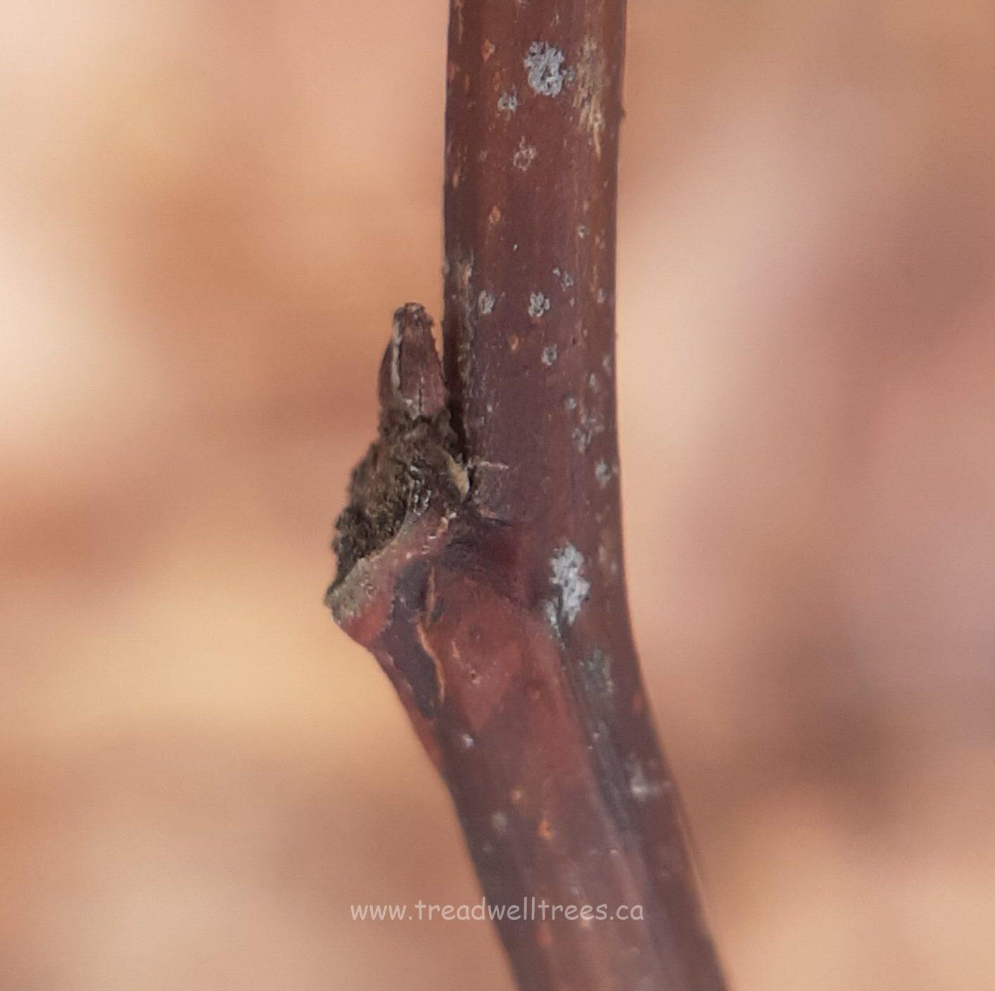 Eastern Redbud - Image 2