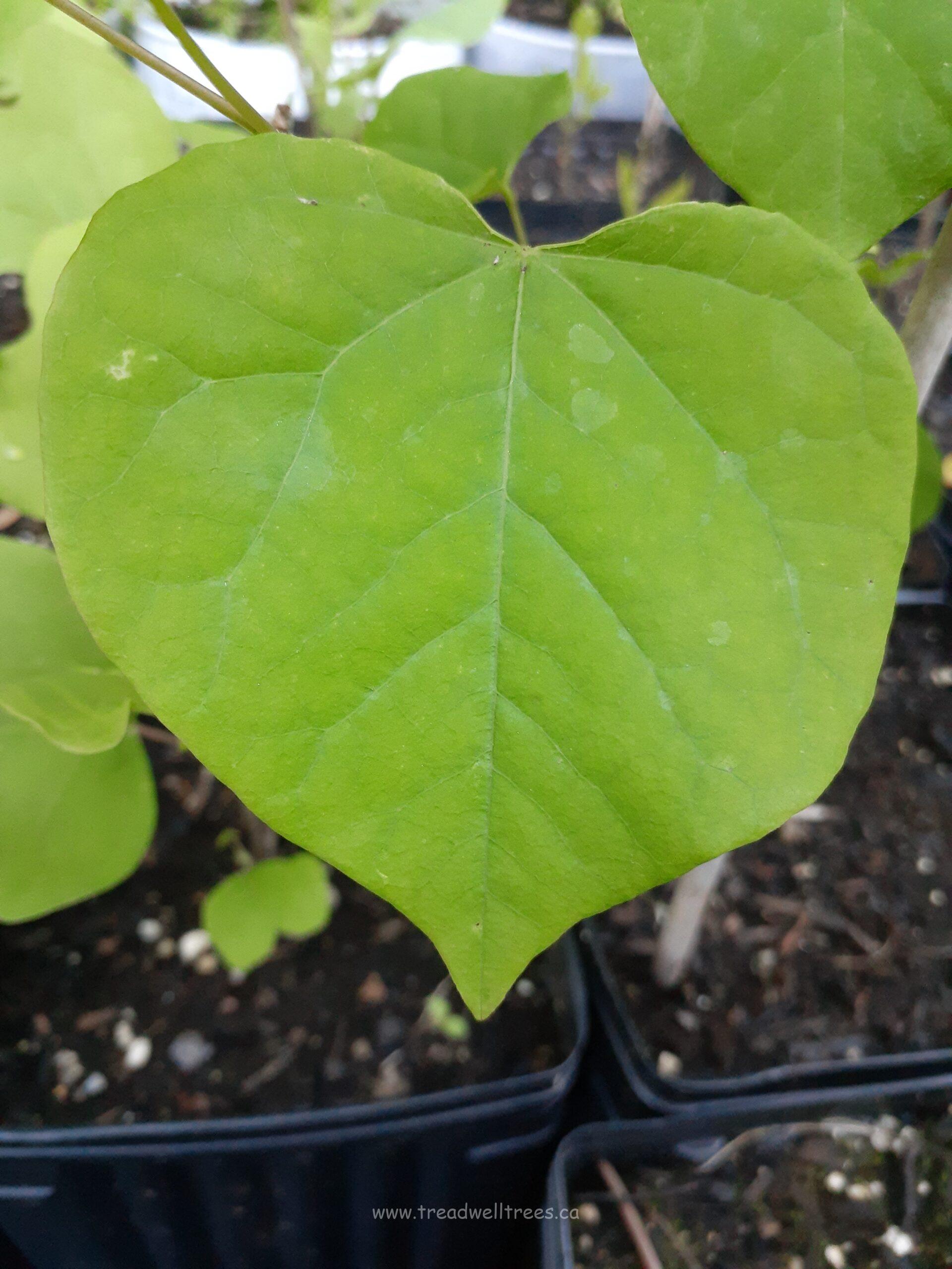 Eastern Redbud - Image 3