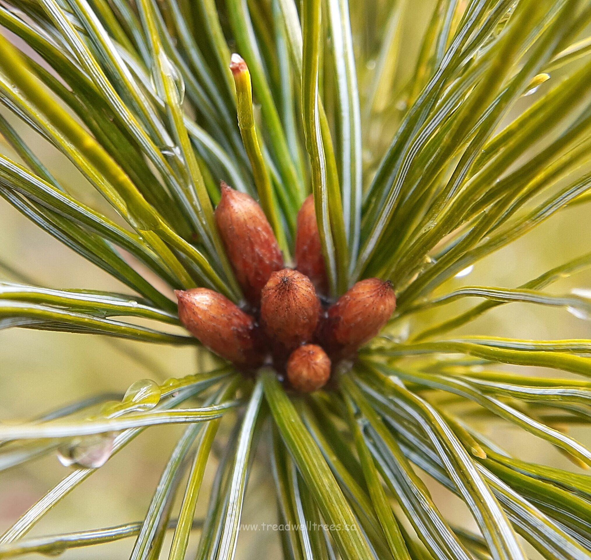 Eastern White Pine - Image 3