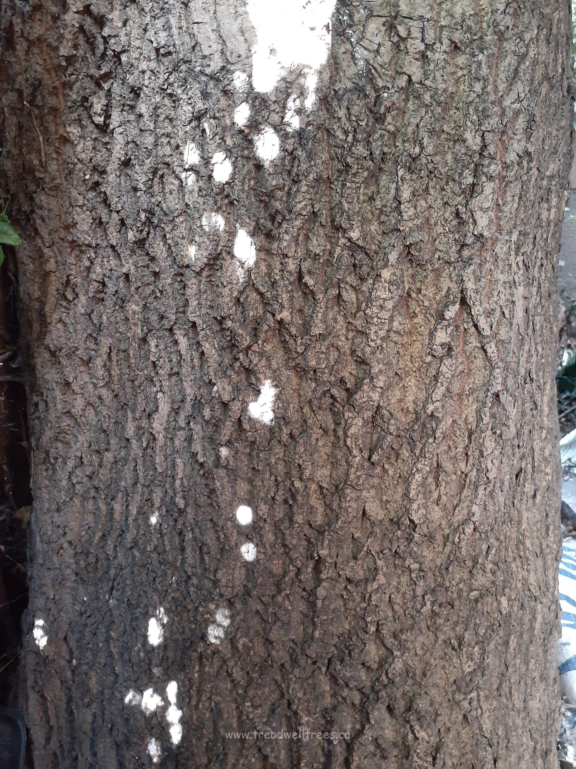 European Ash - Image 9