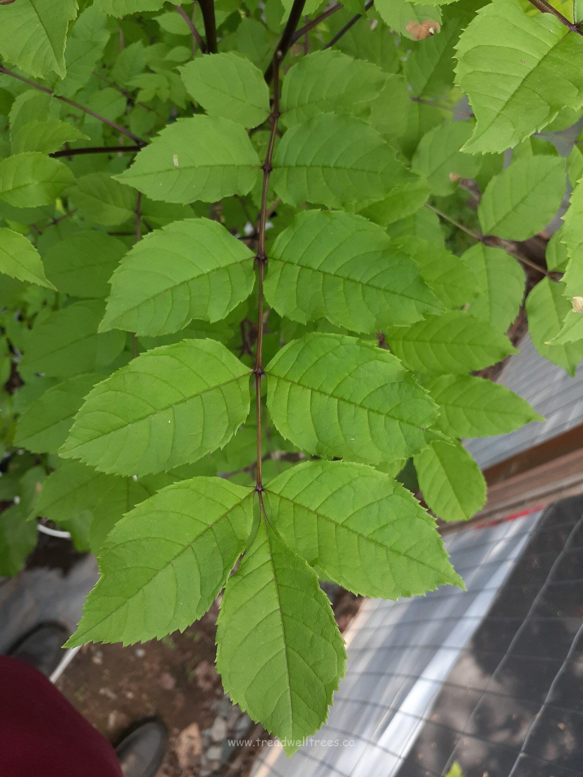 European Ash - Image 4