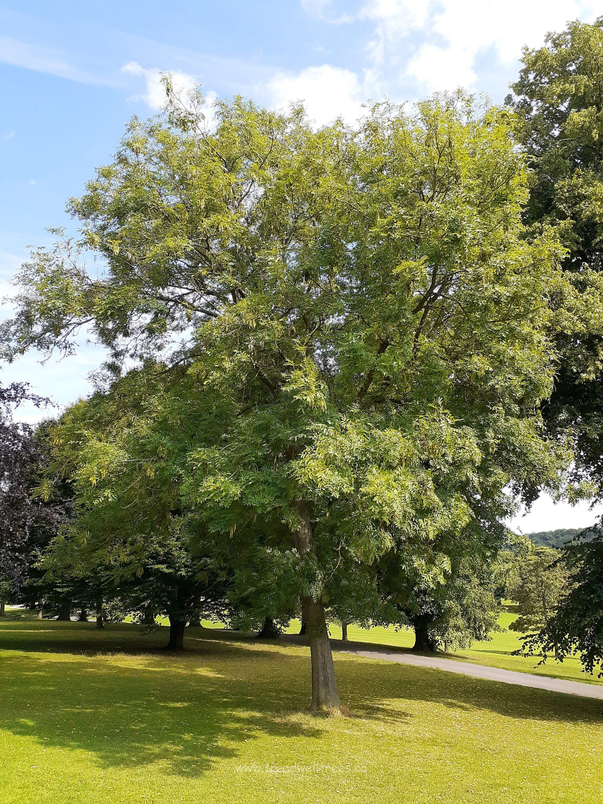 European Ash