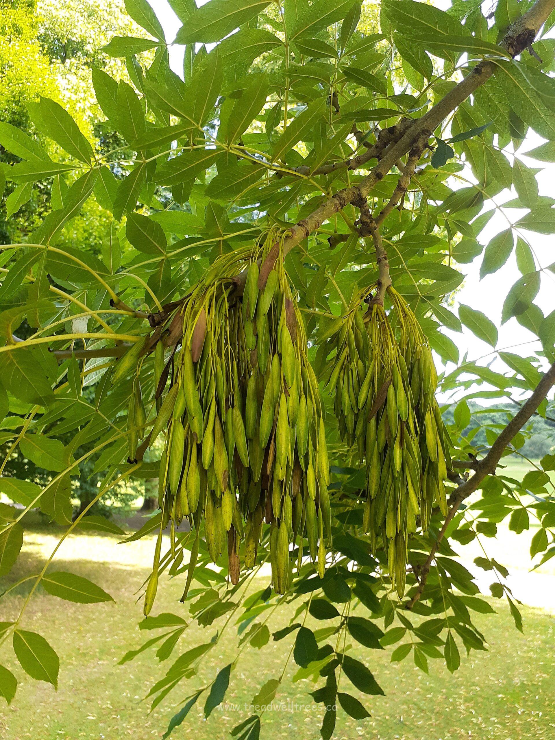 European Ash - Image 3