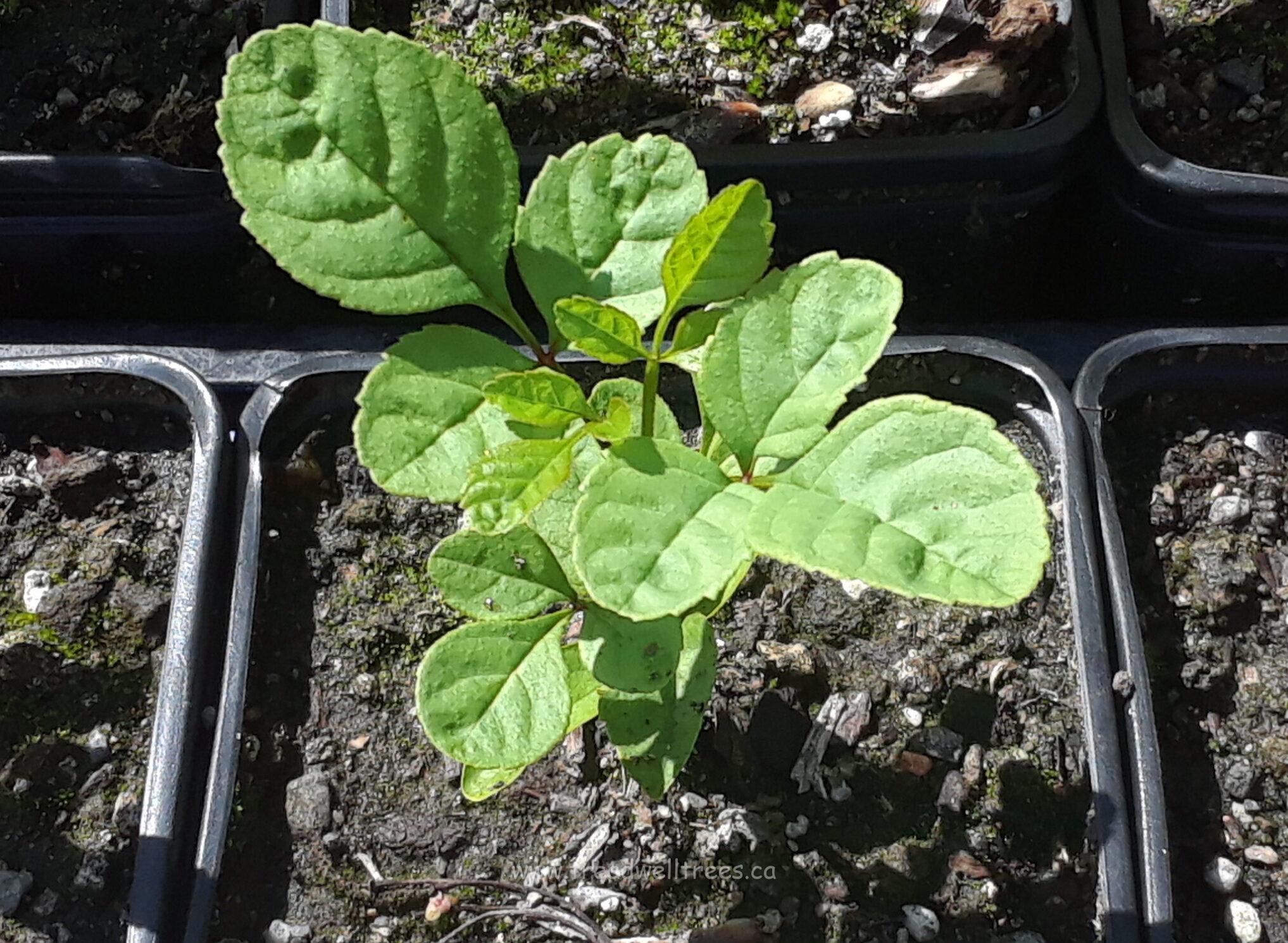 European Ash - Image 7