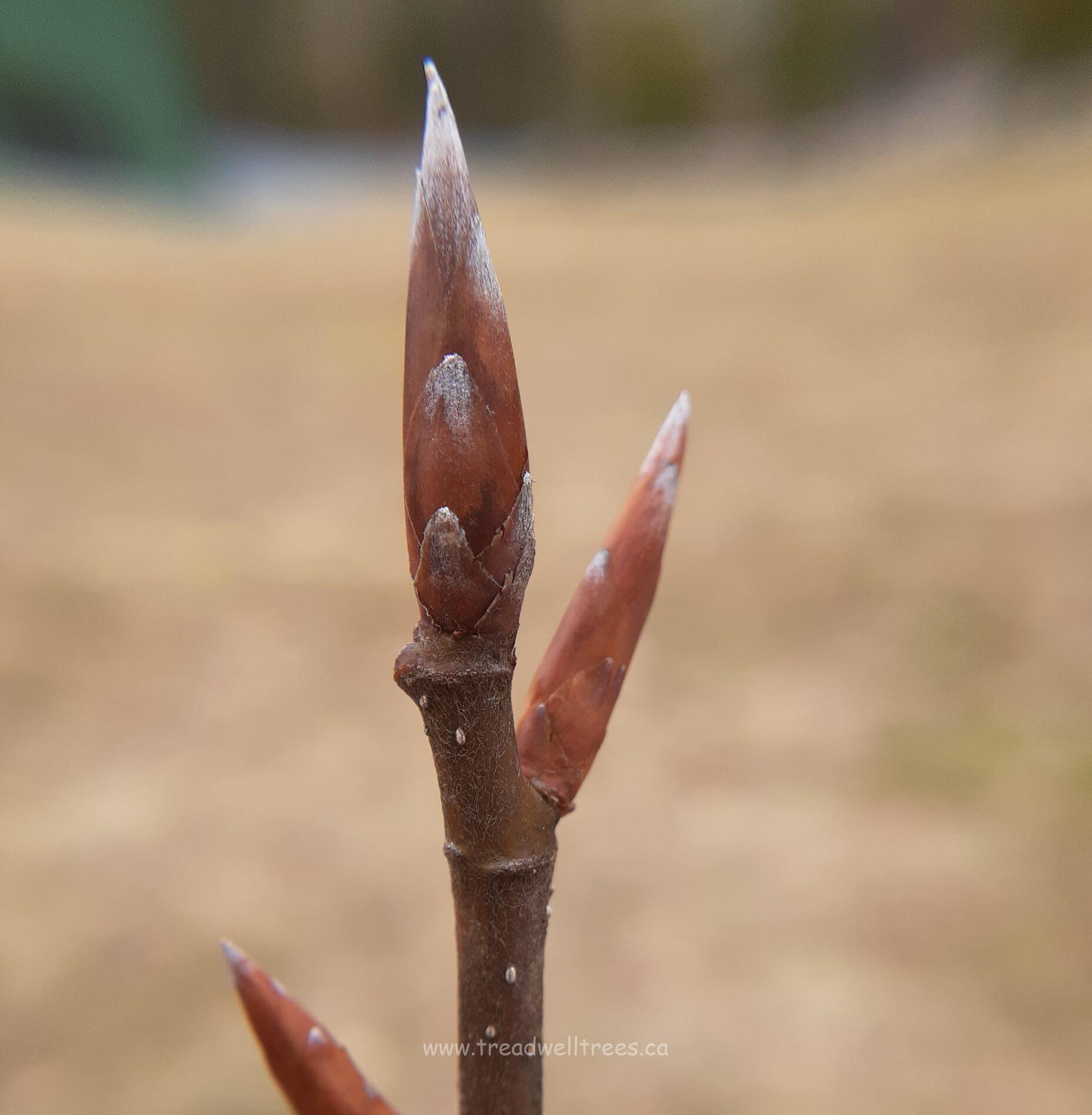 European Beech - Image 9