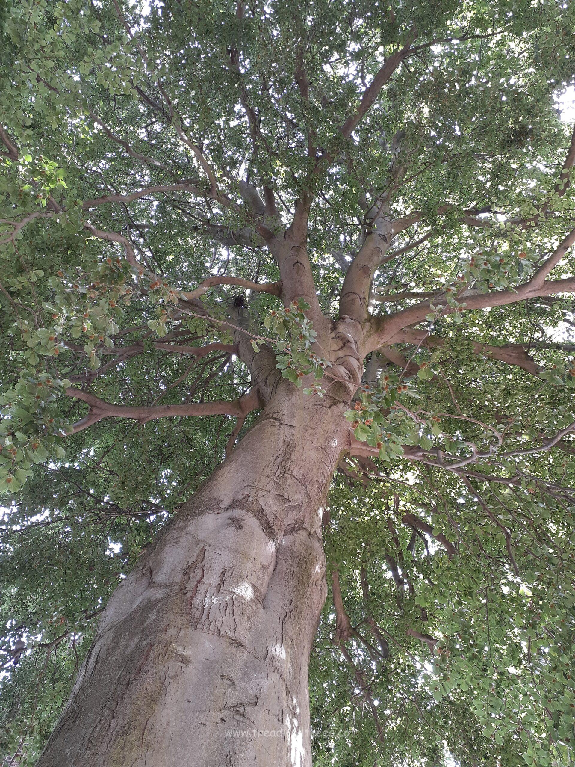 European Beech - Image 3