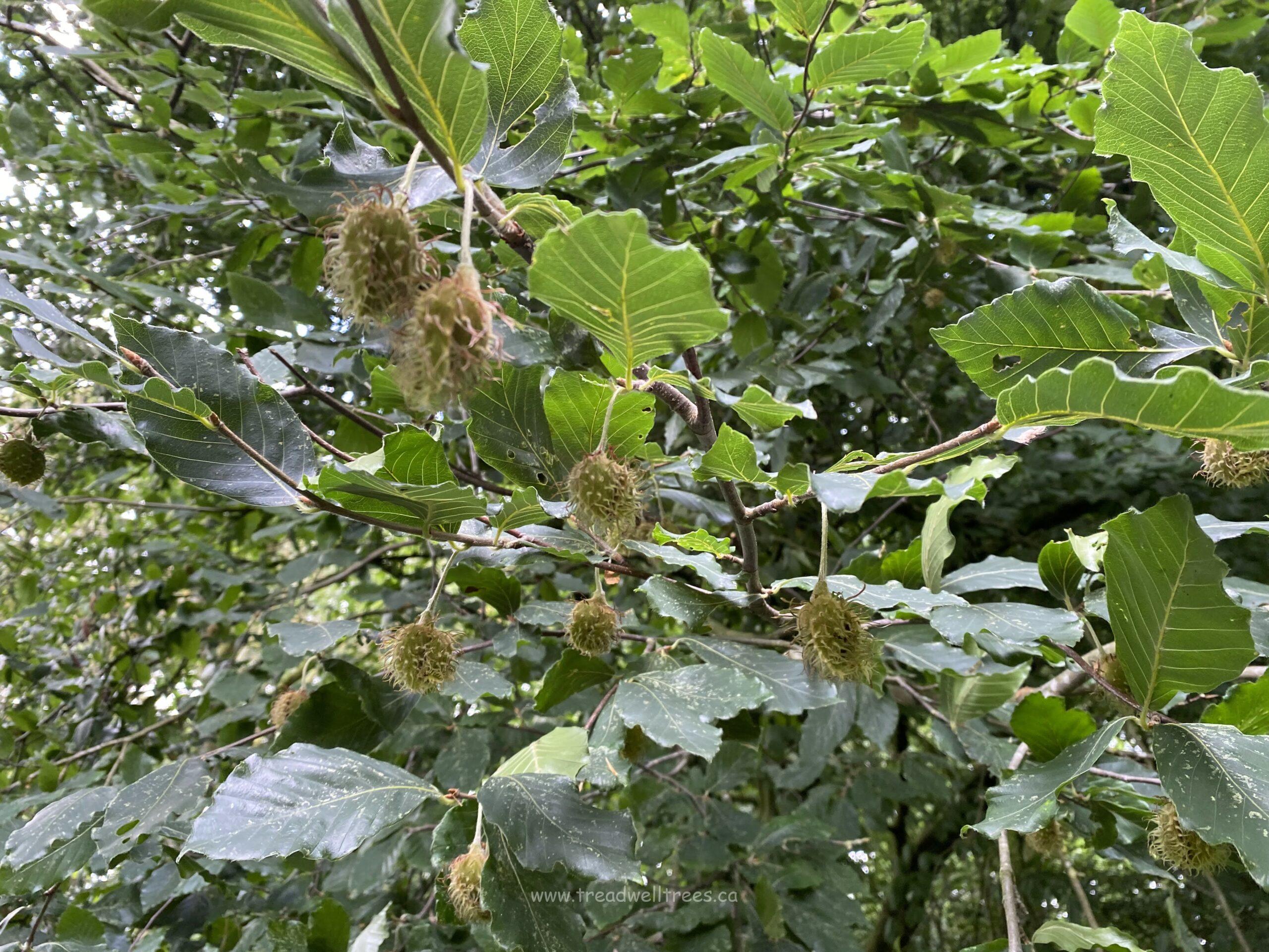 European Beech - Image 4