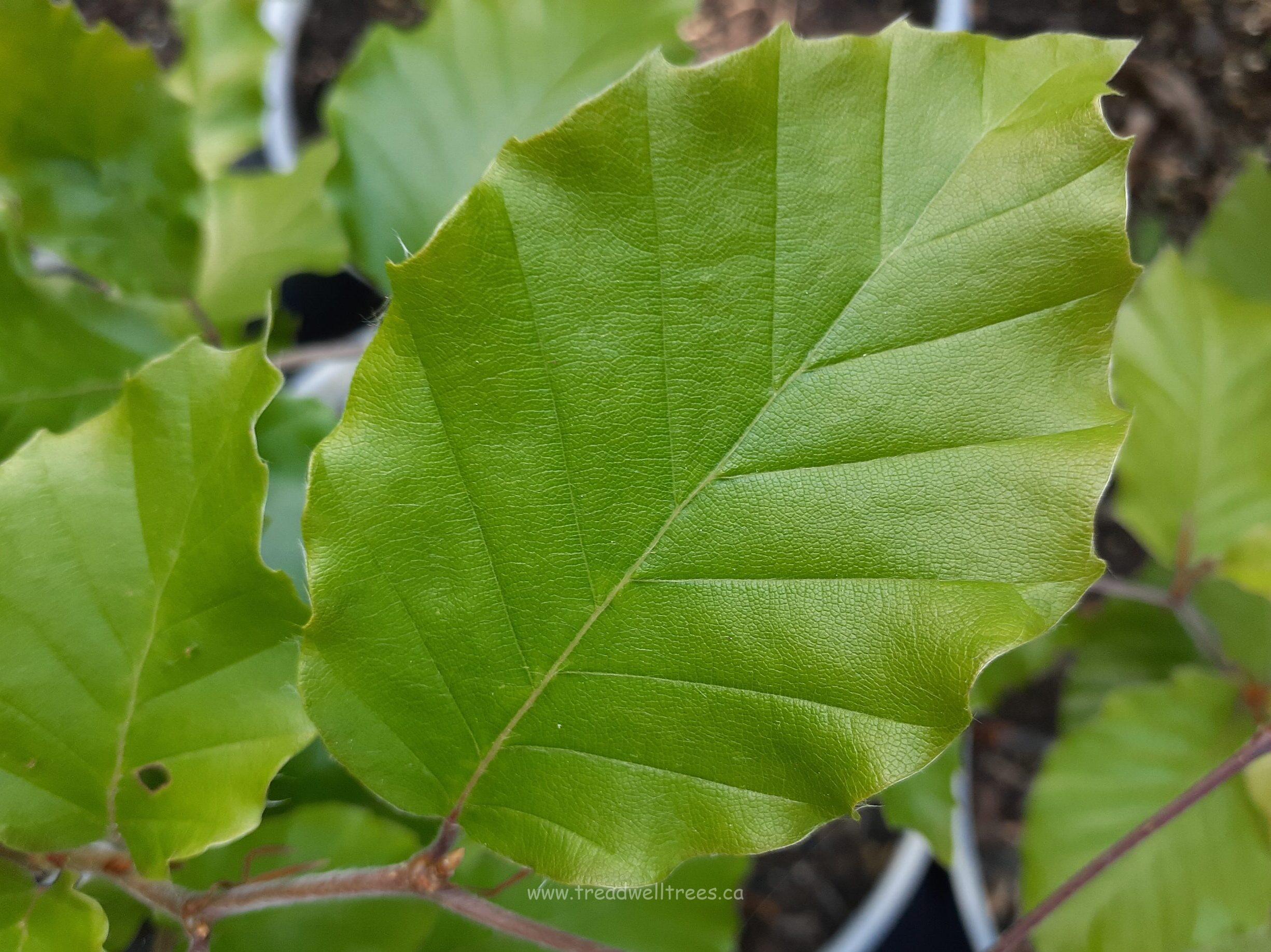European Beech - Image 5