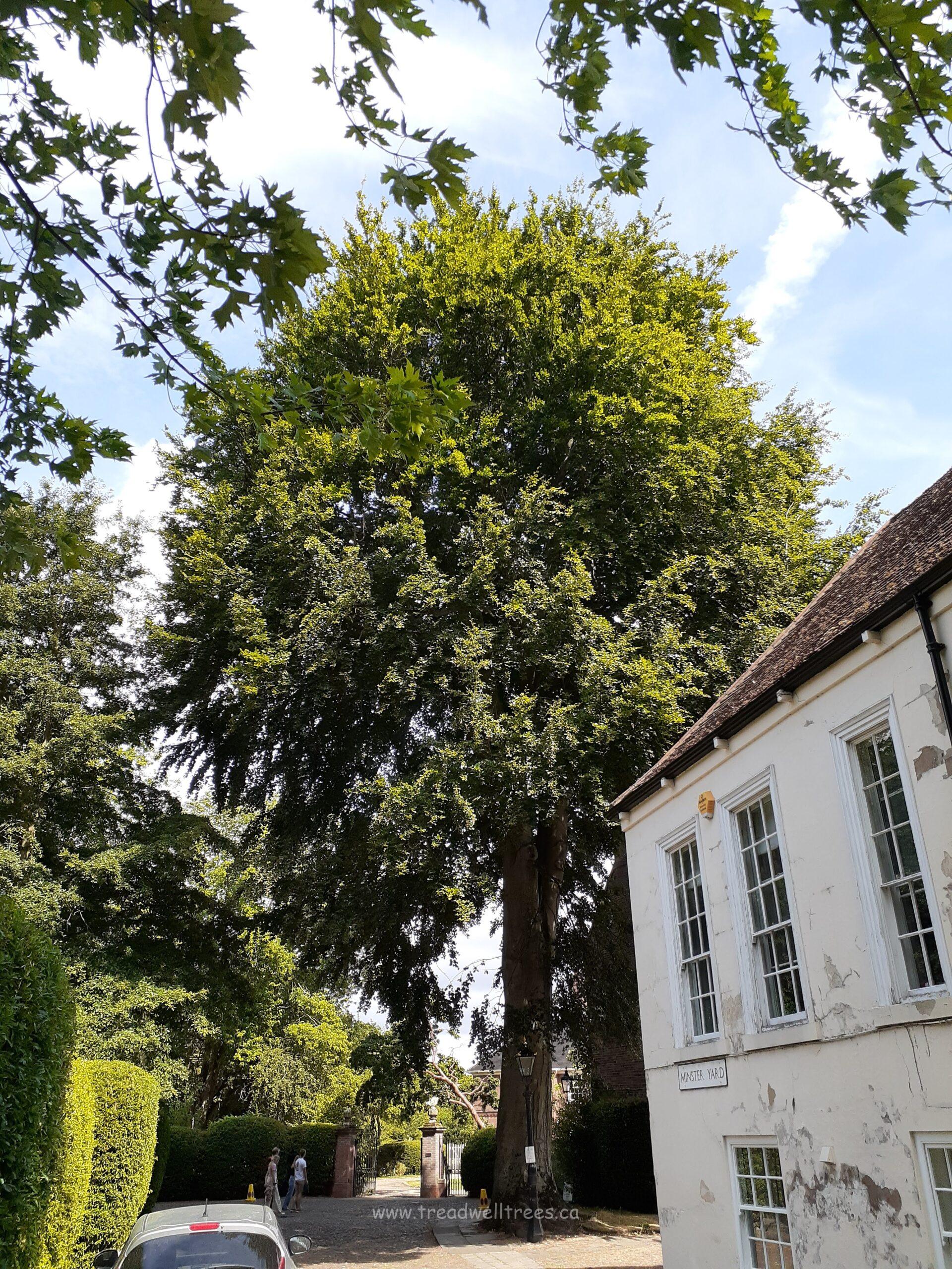 European Beech - Image 2