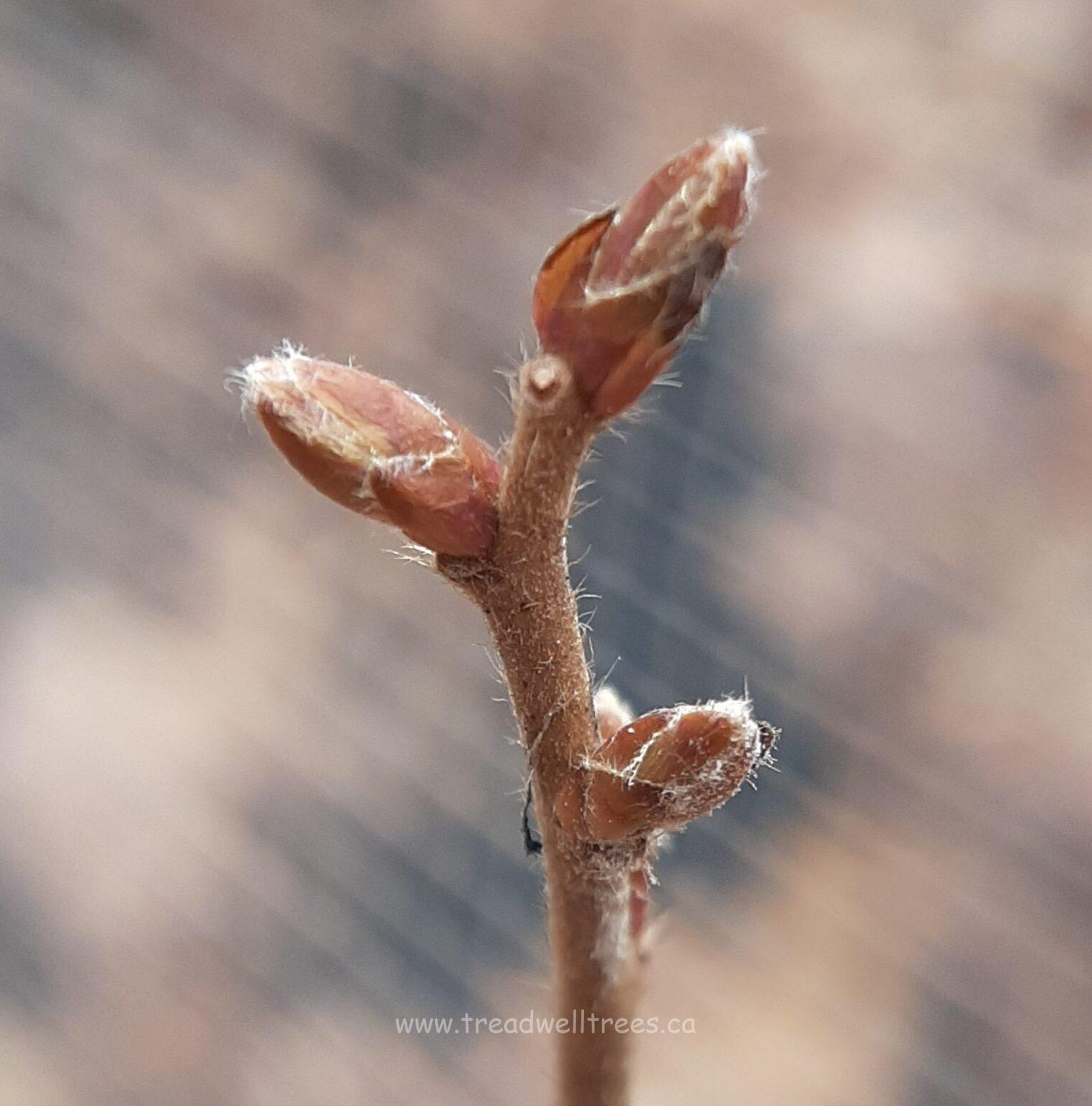 European Hornbeam - Image 4