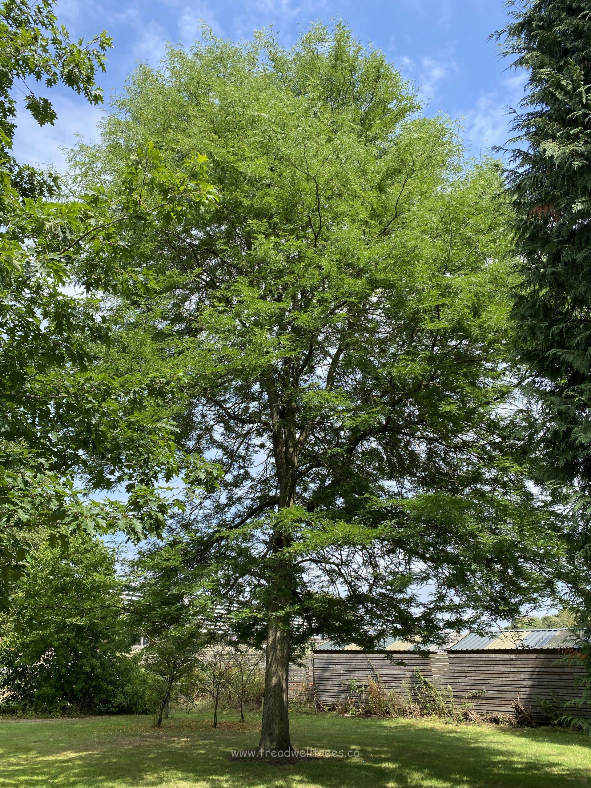 Honey-locust 'Inermis'