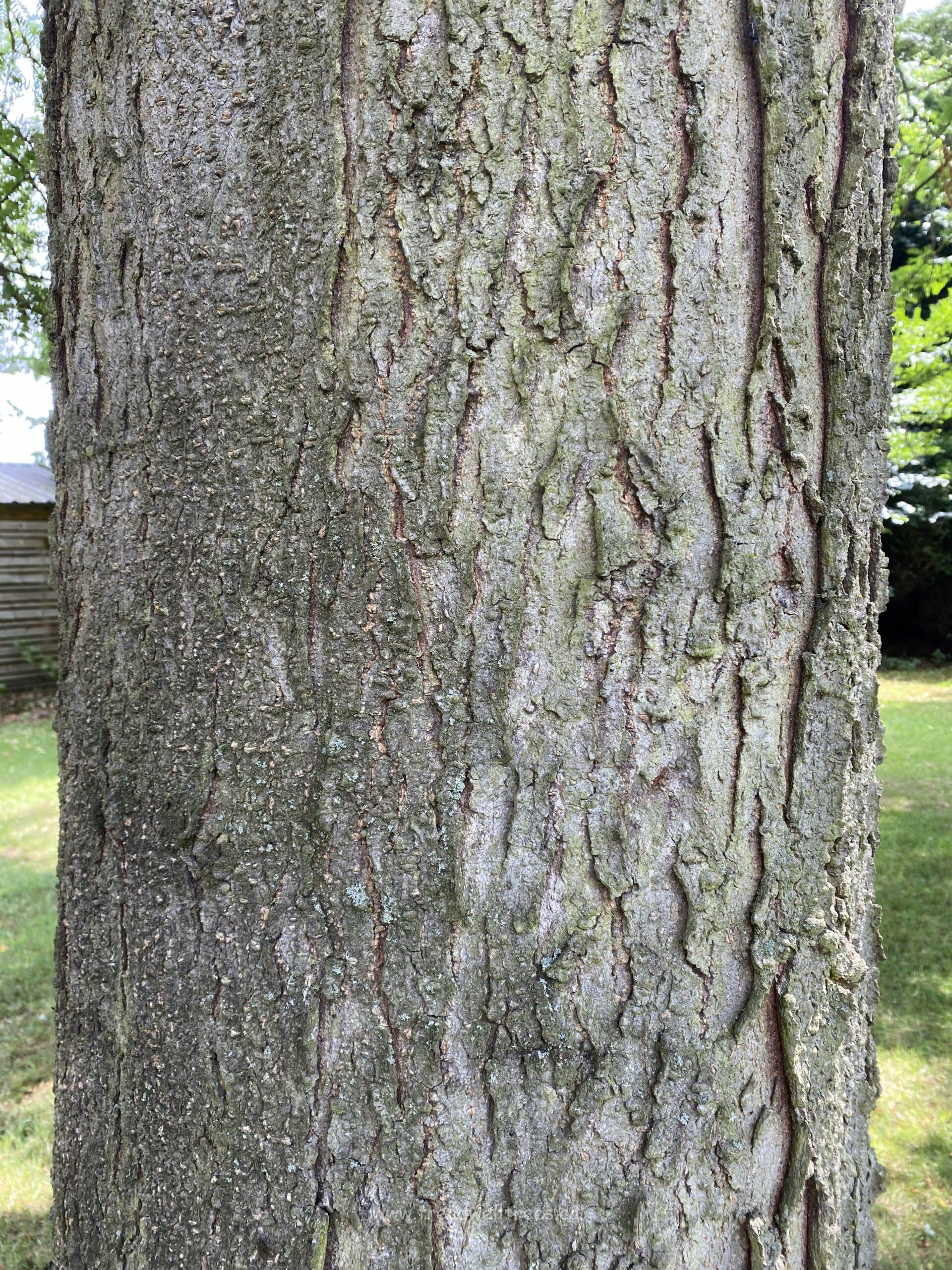 Honey-locust 'Inermis' - Image 4
