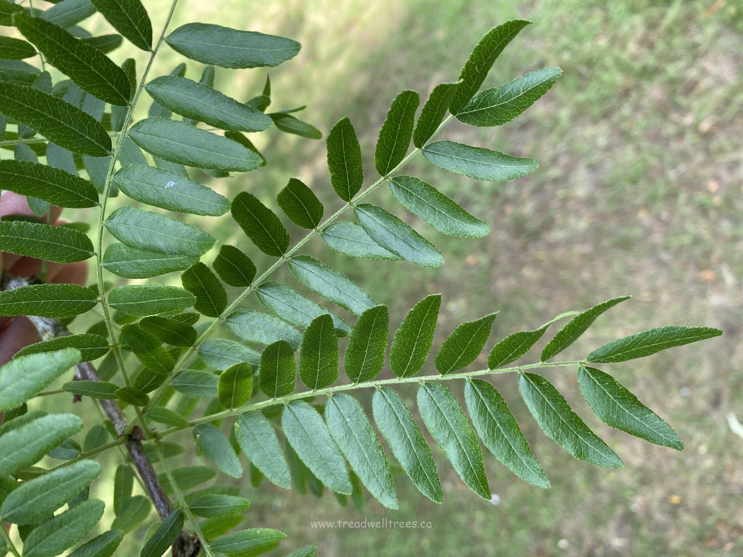 Honey-locust 'Inermis' - Image 3