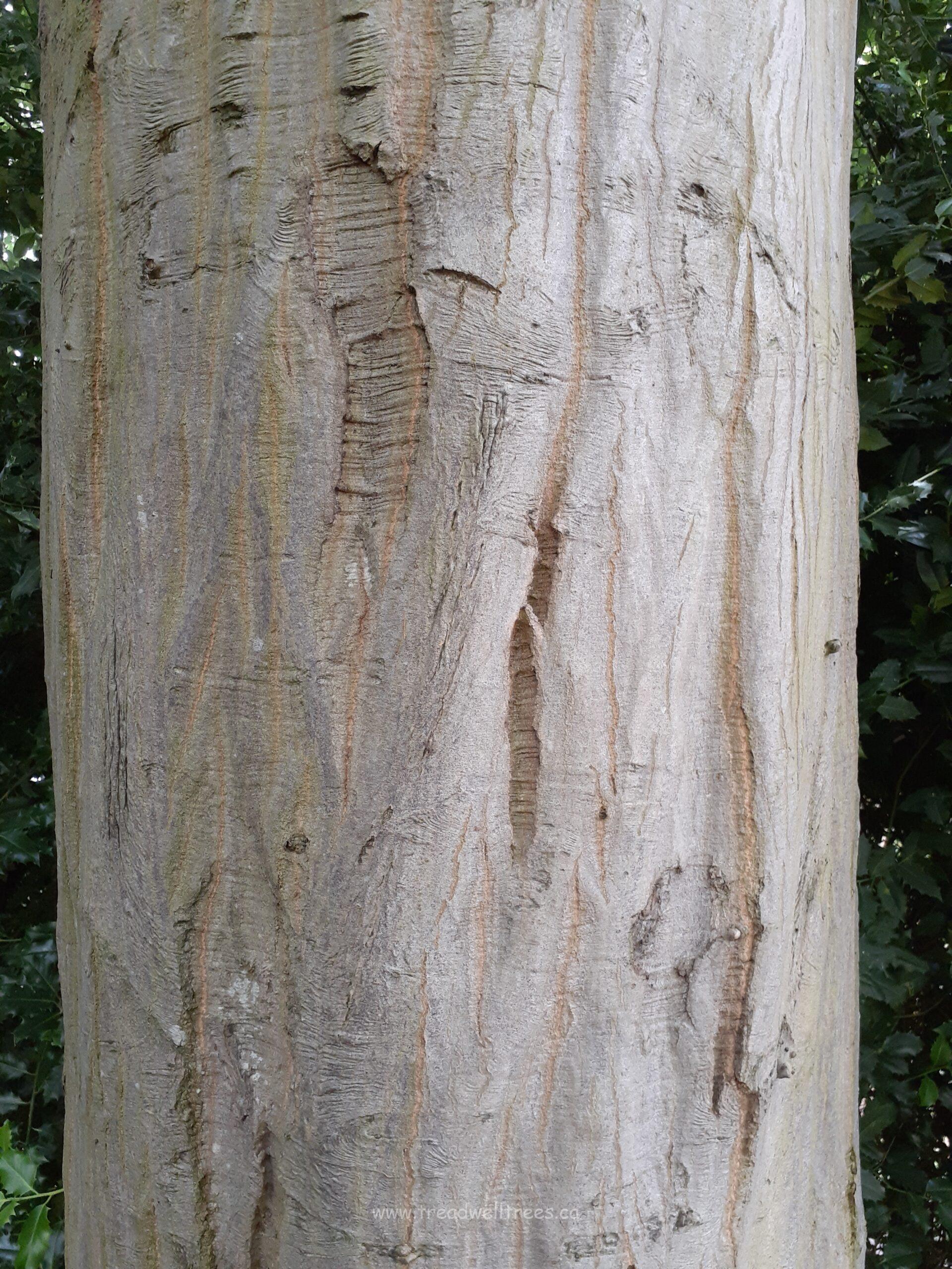 European Hornbeam - Image 7