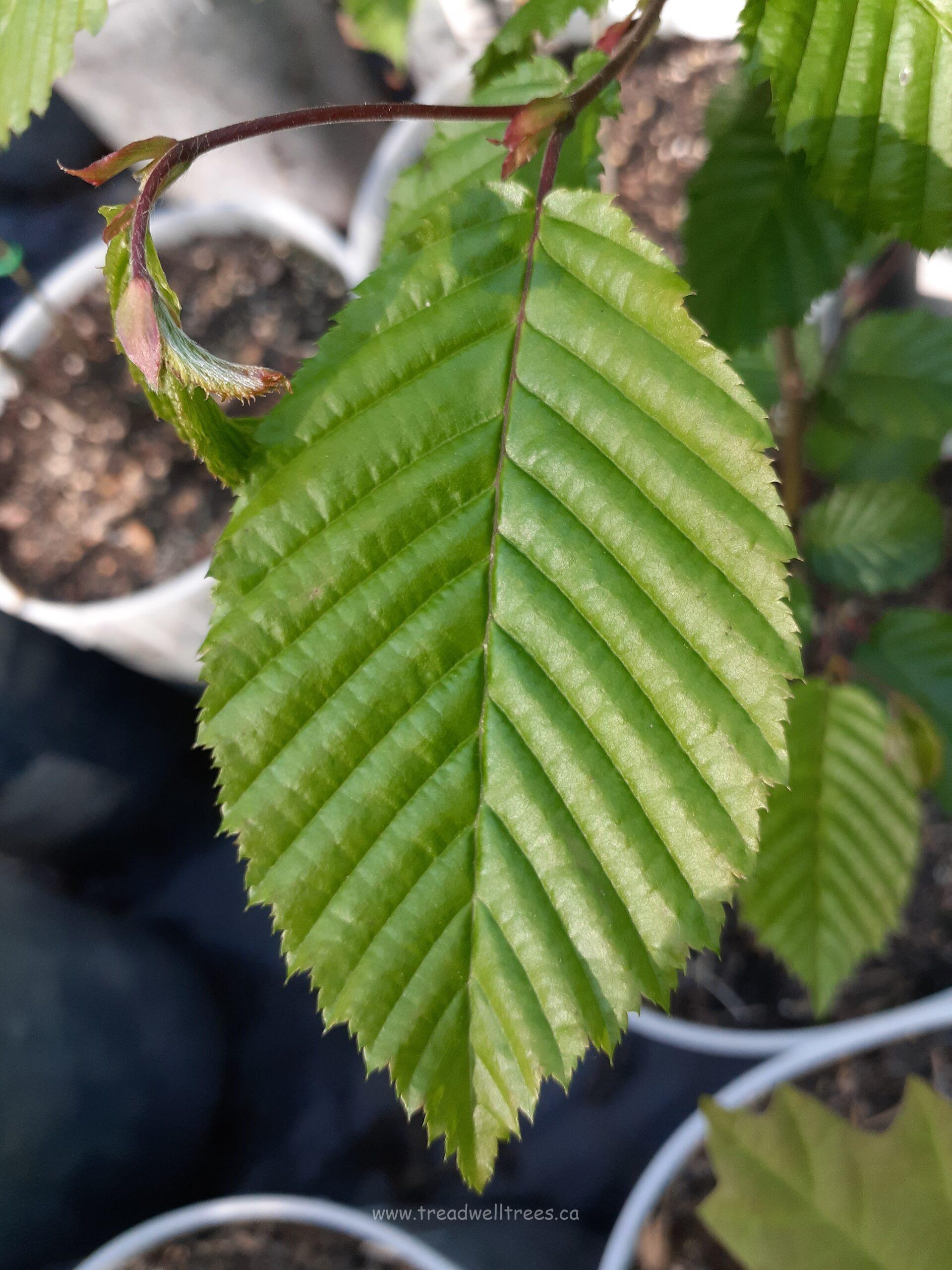 European Hornbeam - Image 5