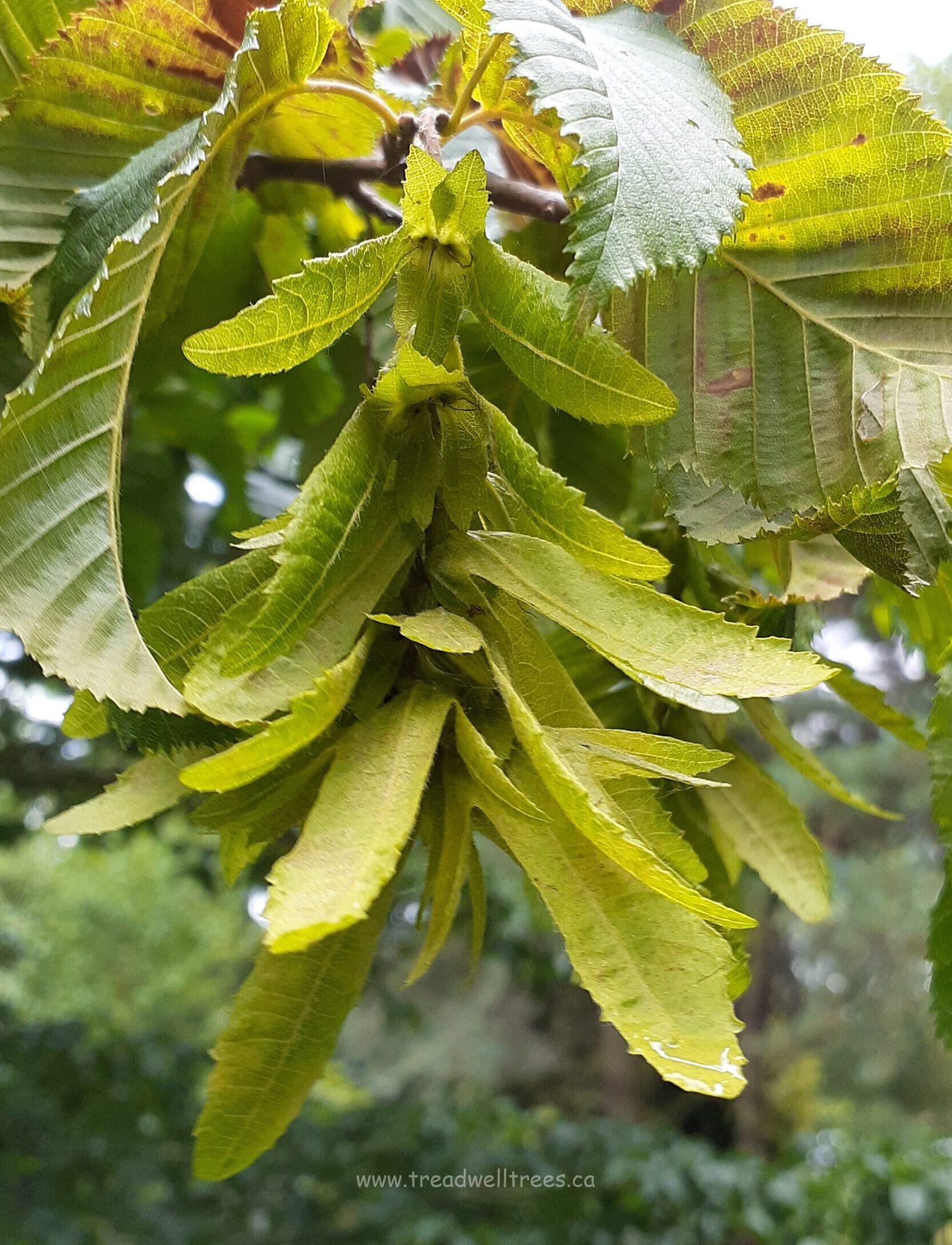 European Hornbeam - Image 6