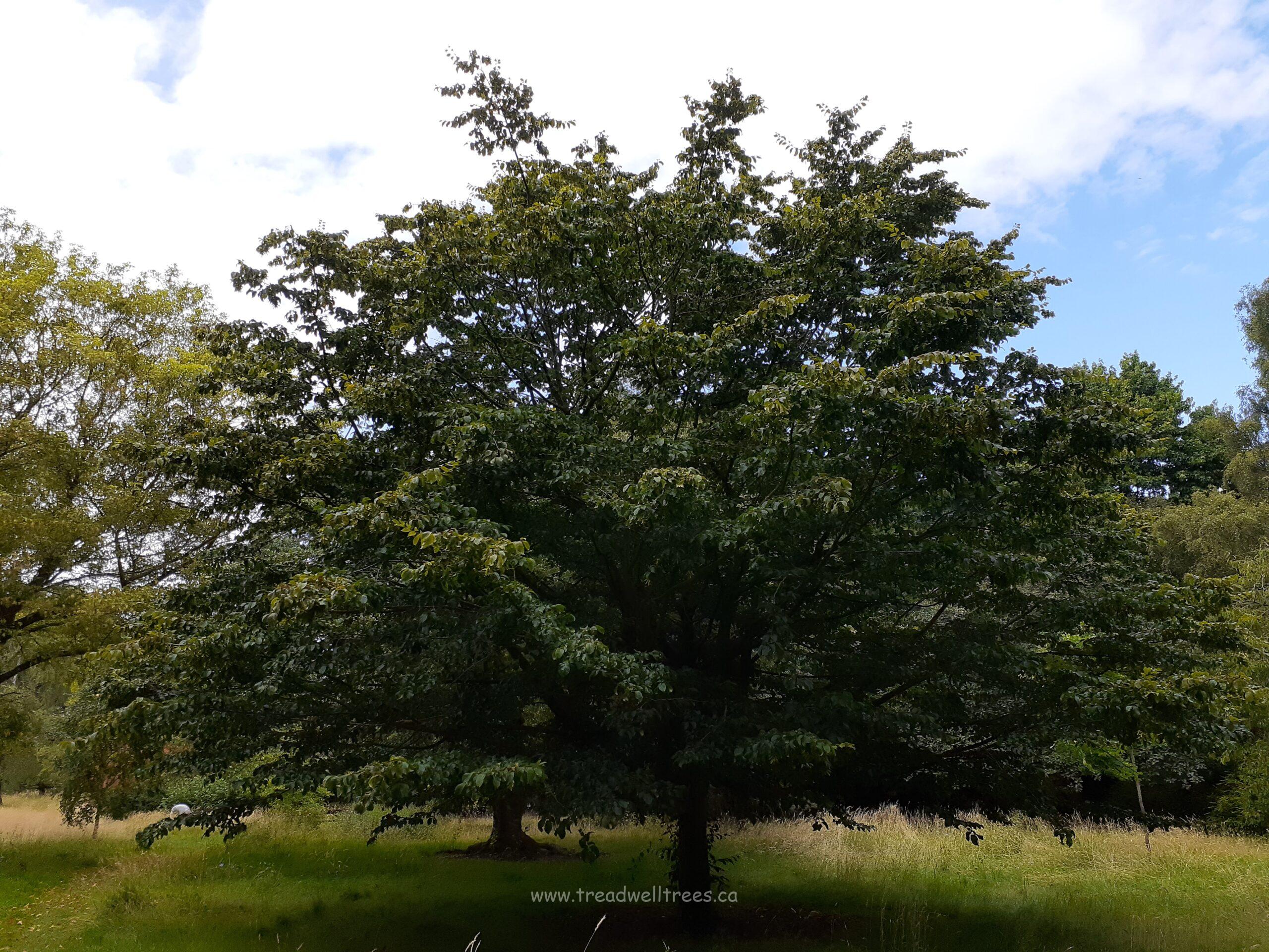 European Hornbeam