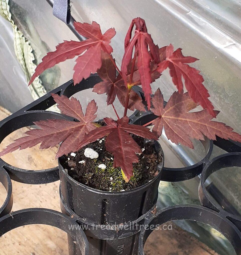 Japanese Maple