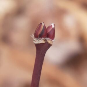 Japanese Maple - Image 4