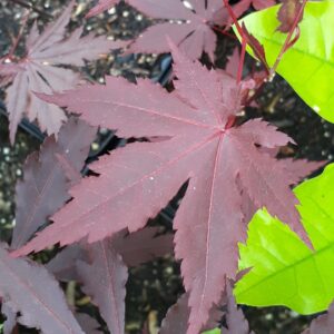 Japanese Maple - Image 6
