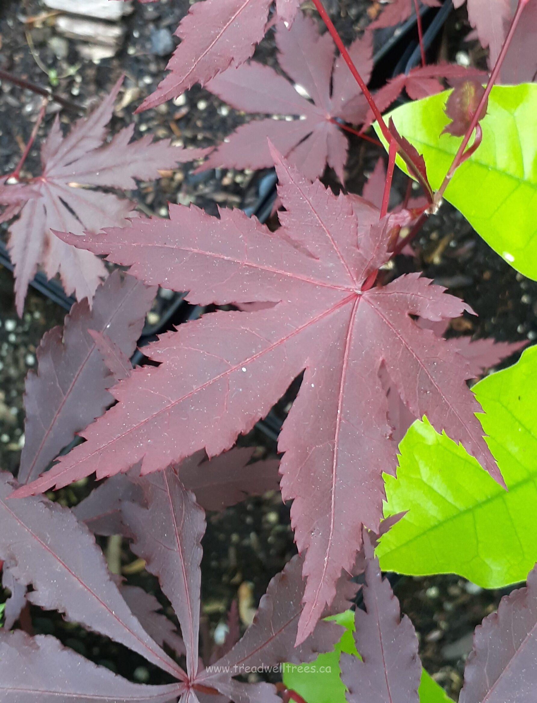 Japanese Maple - Image 6