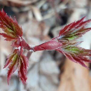 Japanese Maple - Image 5