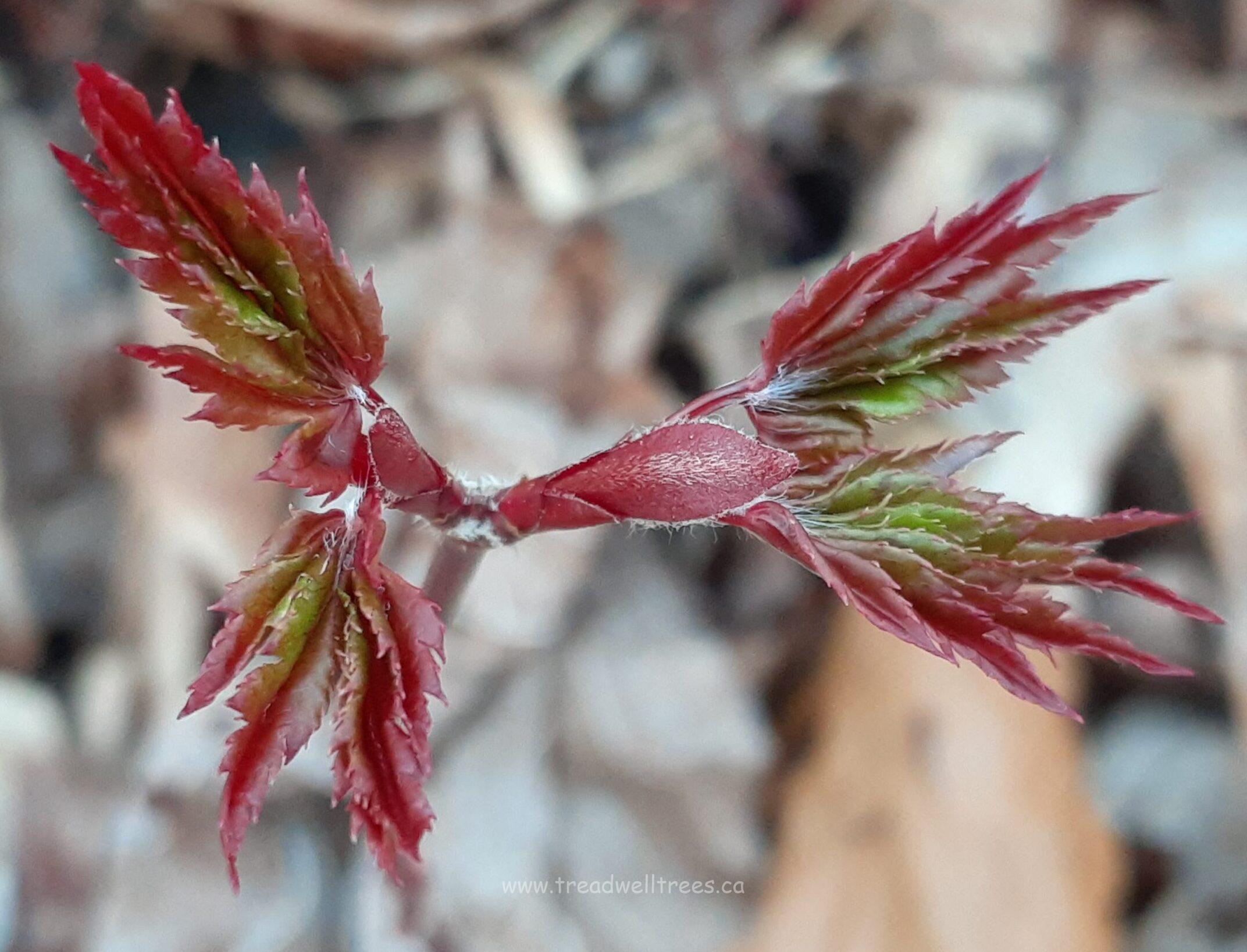 Japanese Maple - Image 5