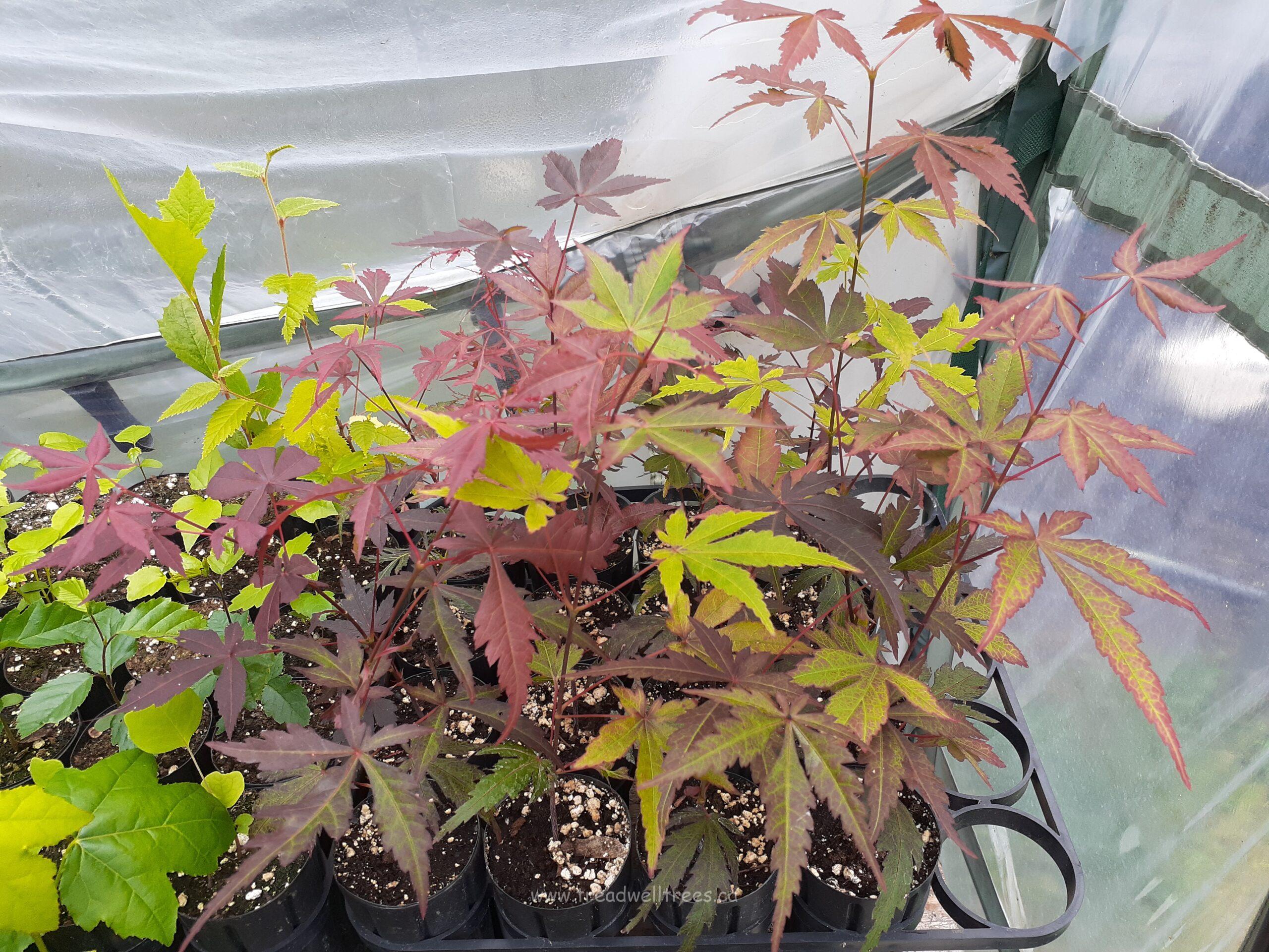 Japanese Maple - Image 2