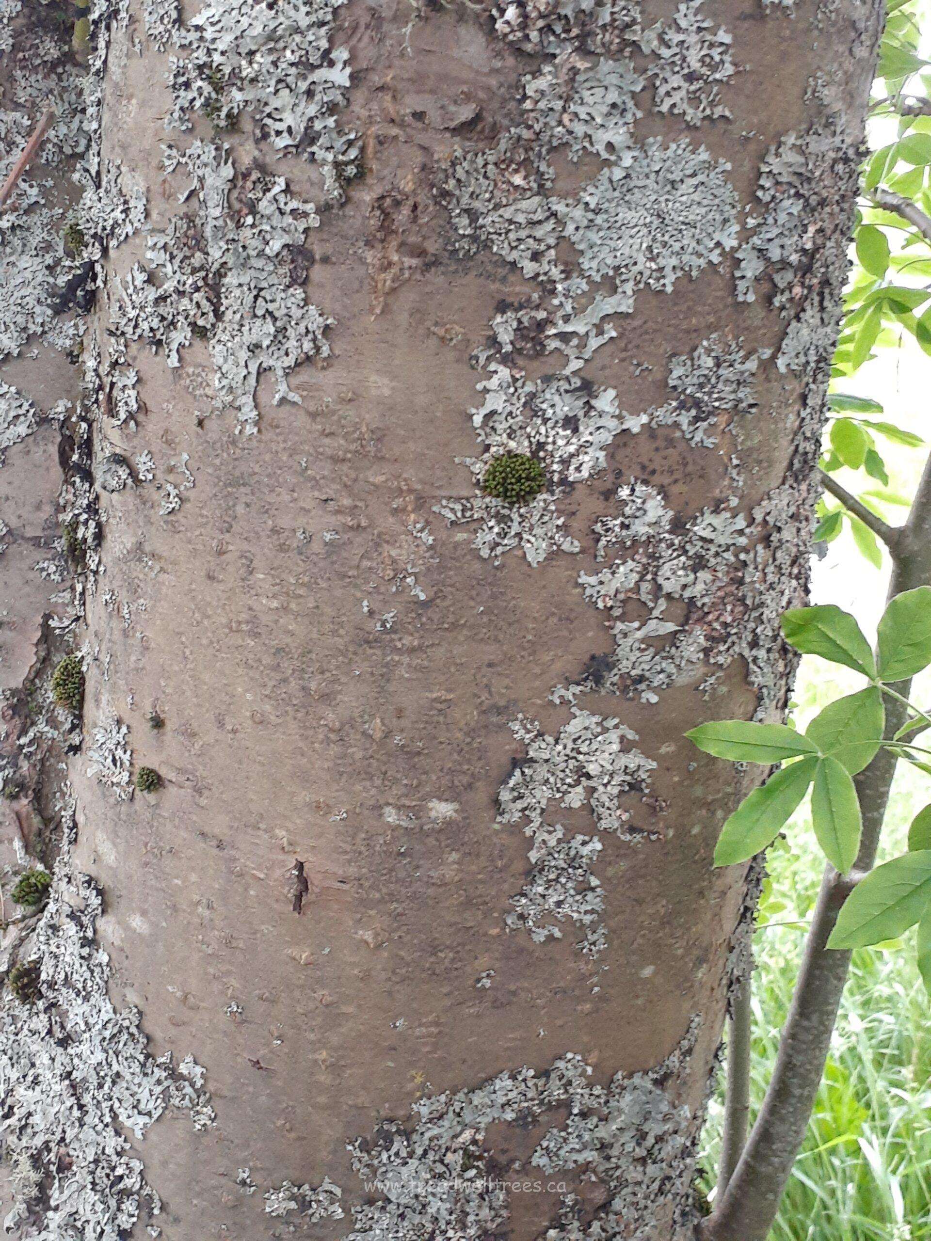 Golden Chain Tree - Image 6