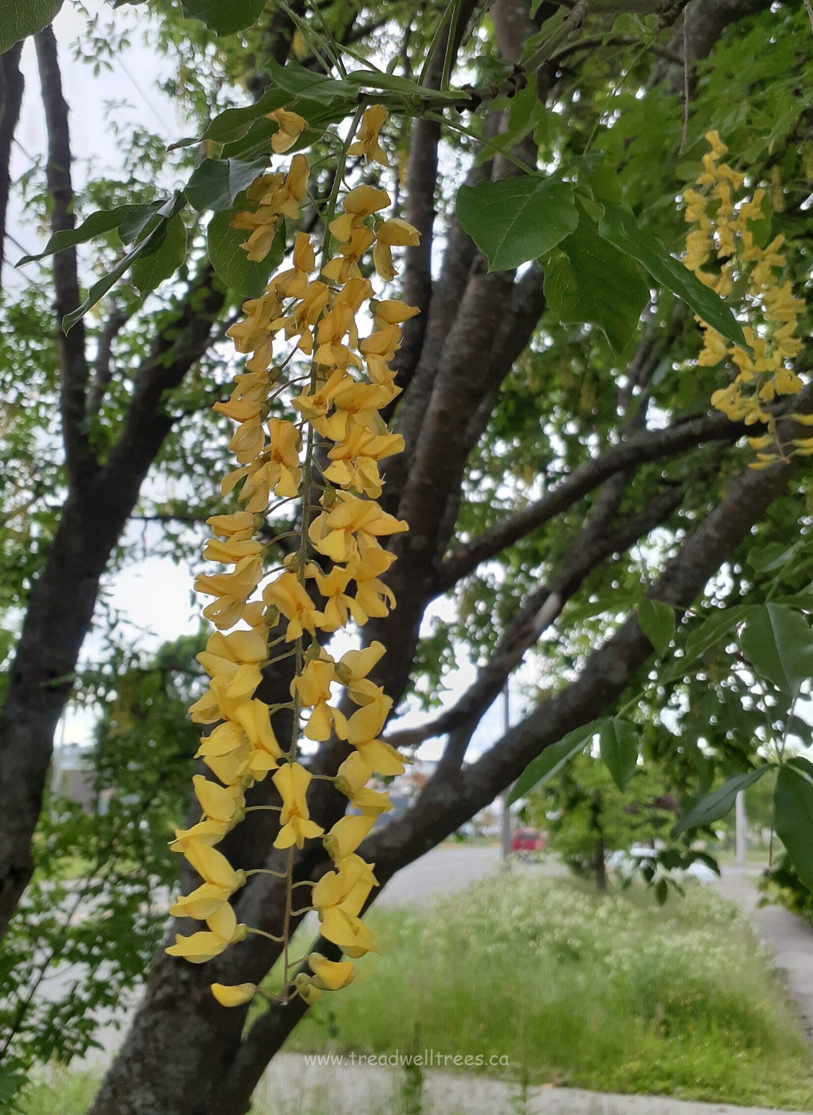 Golden Chain Tree - Image 7