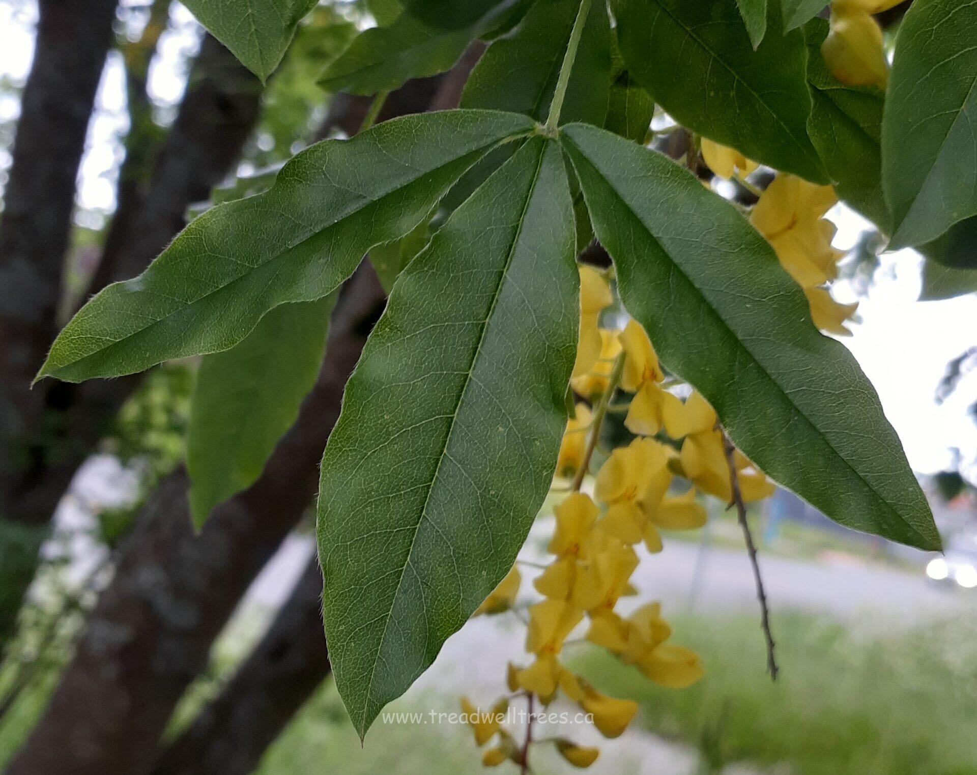 Golden Chain Tree - Image 8