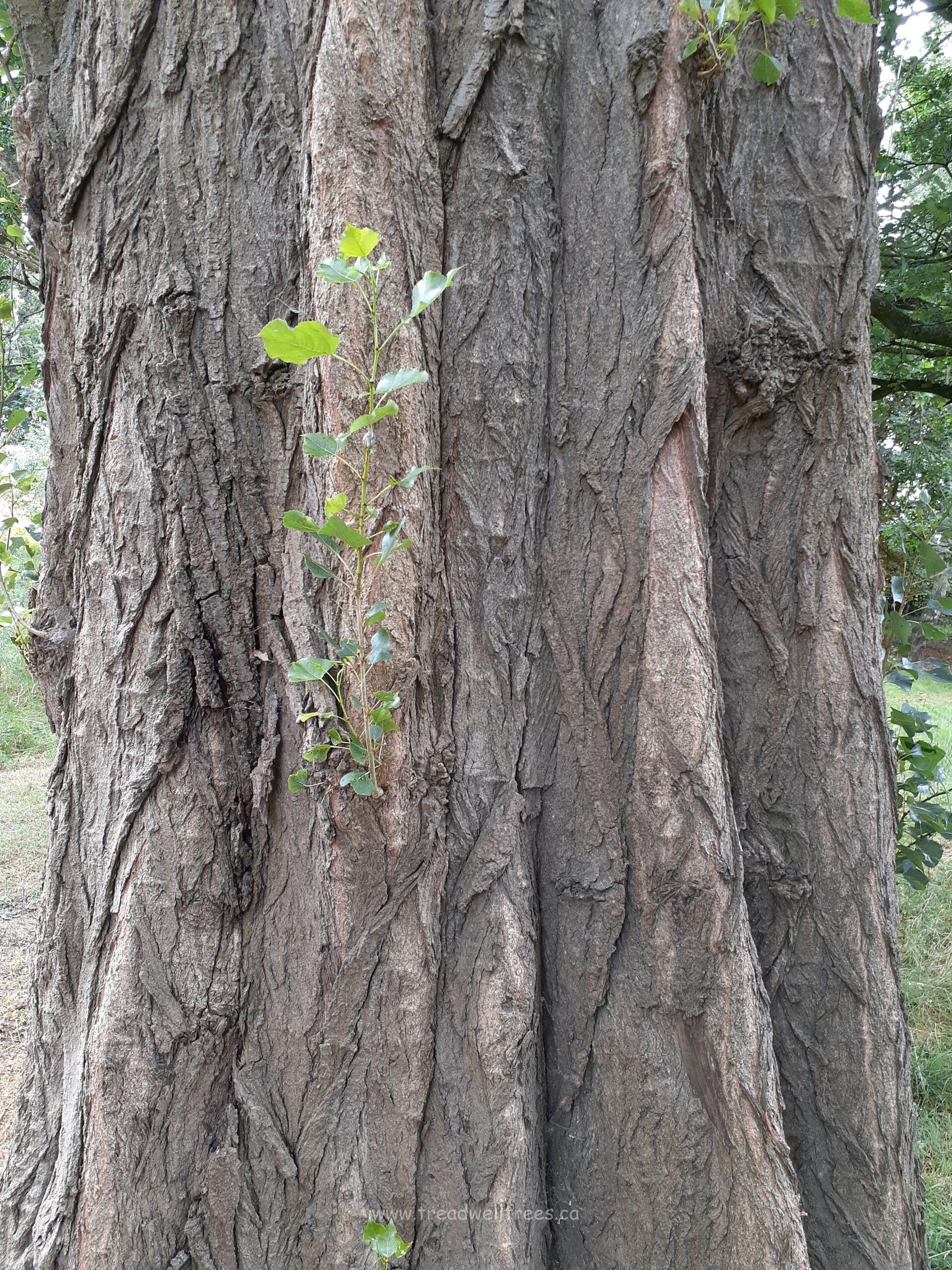 Lombardy Poplar - Image 4