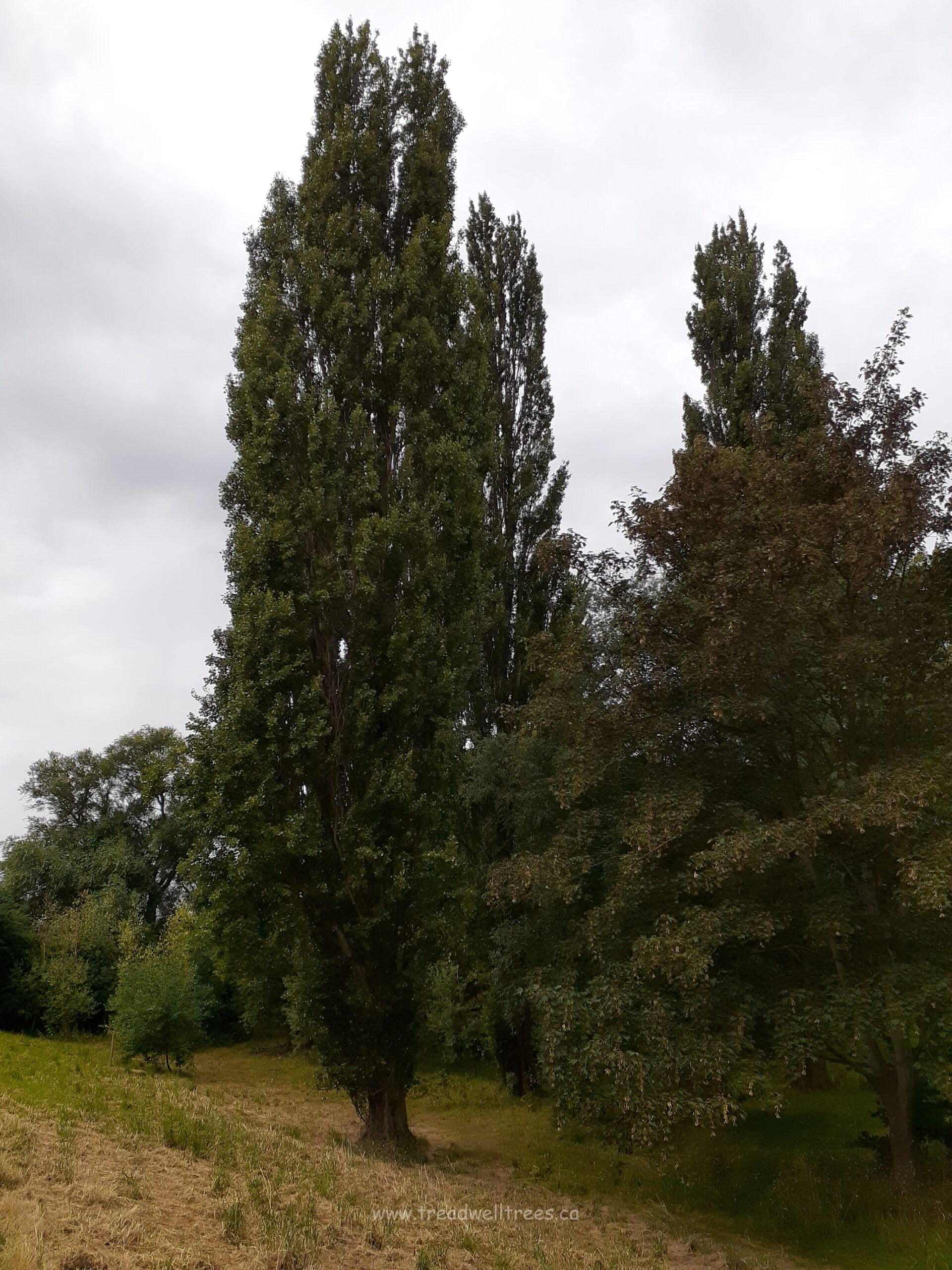Lombardy Poplar - Image 2