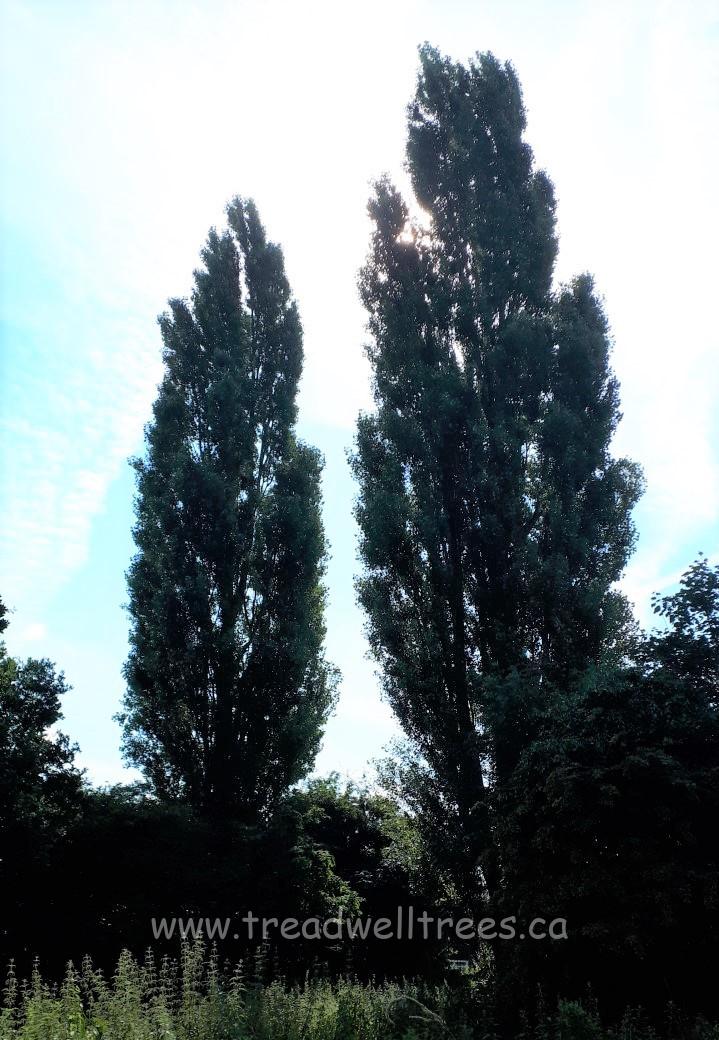 Lombardy Poplar